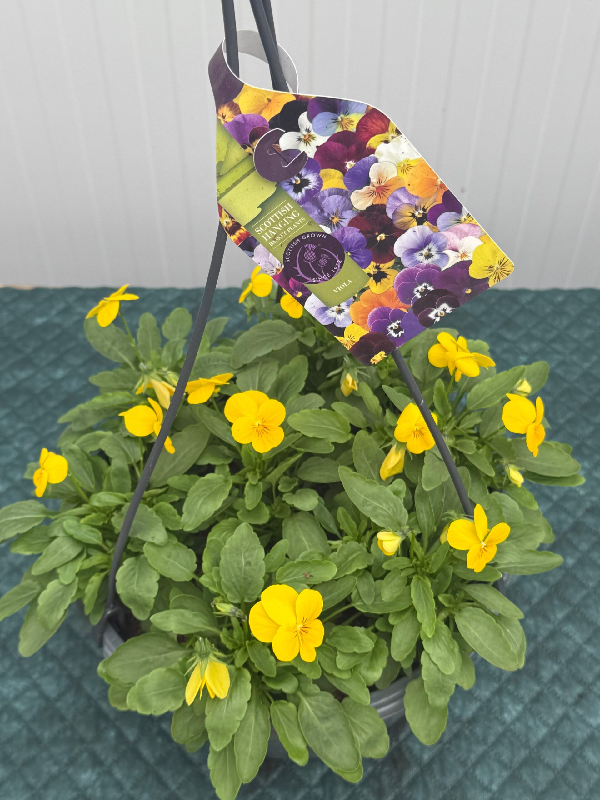 Picture of Viola Hanging Basket - Yellow