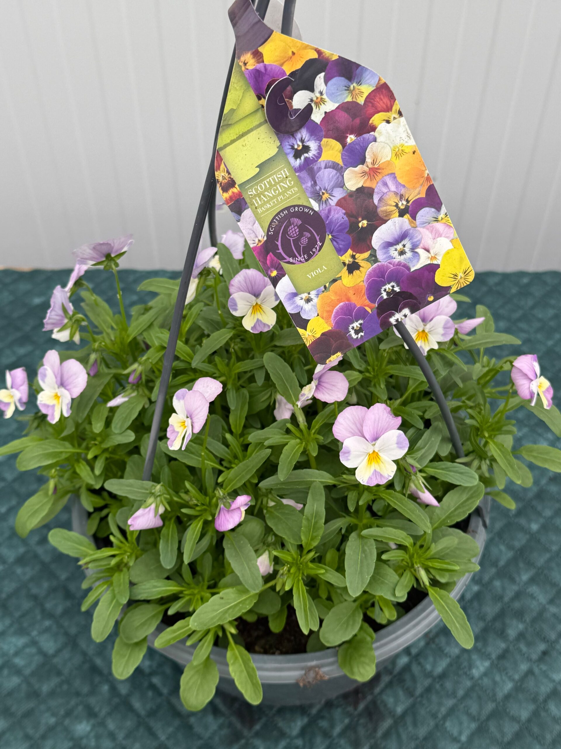 Picture of Viola Hanging Basket - Pink
