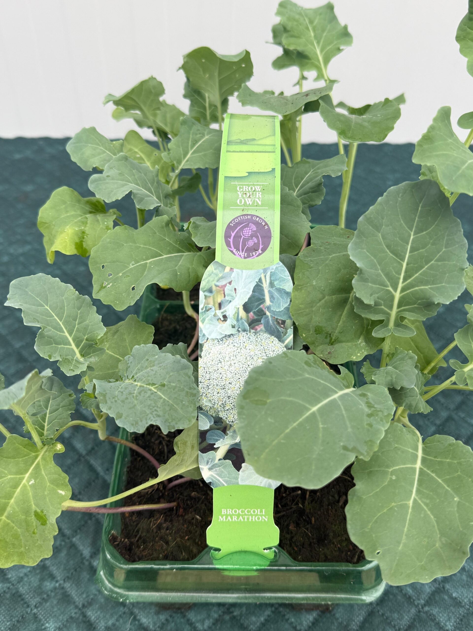 Picture of Broccoli Marathon