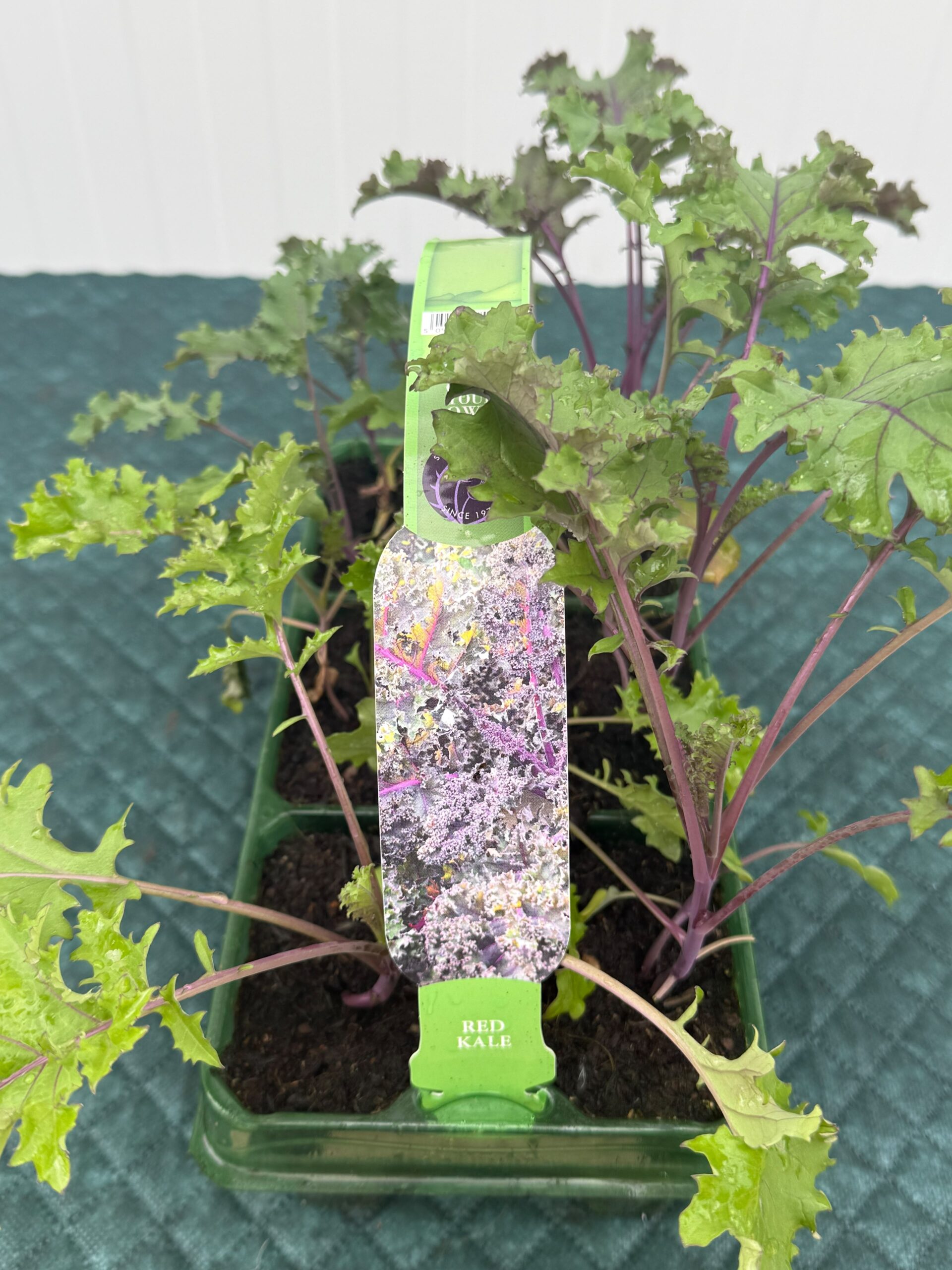 Picture of Kale Red