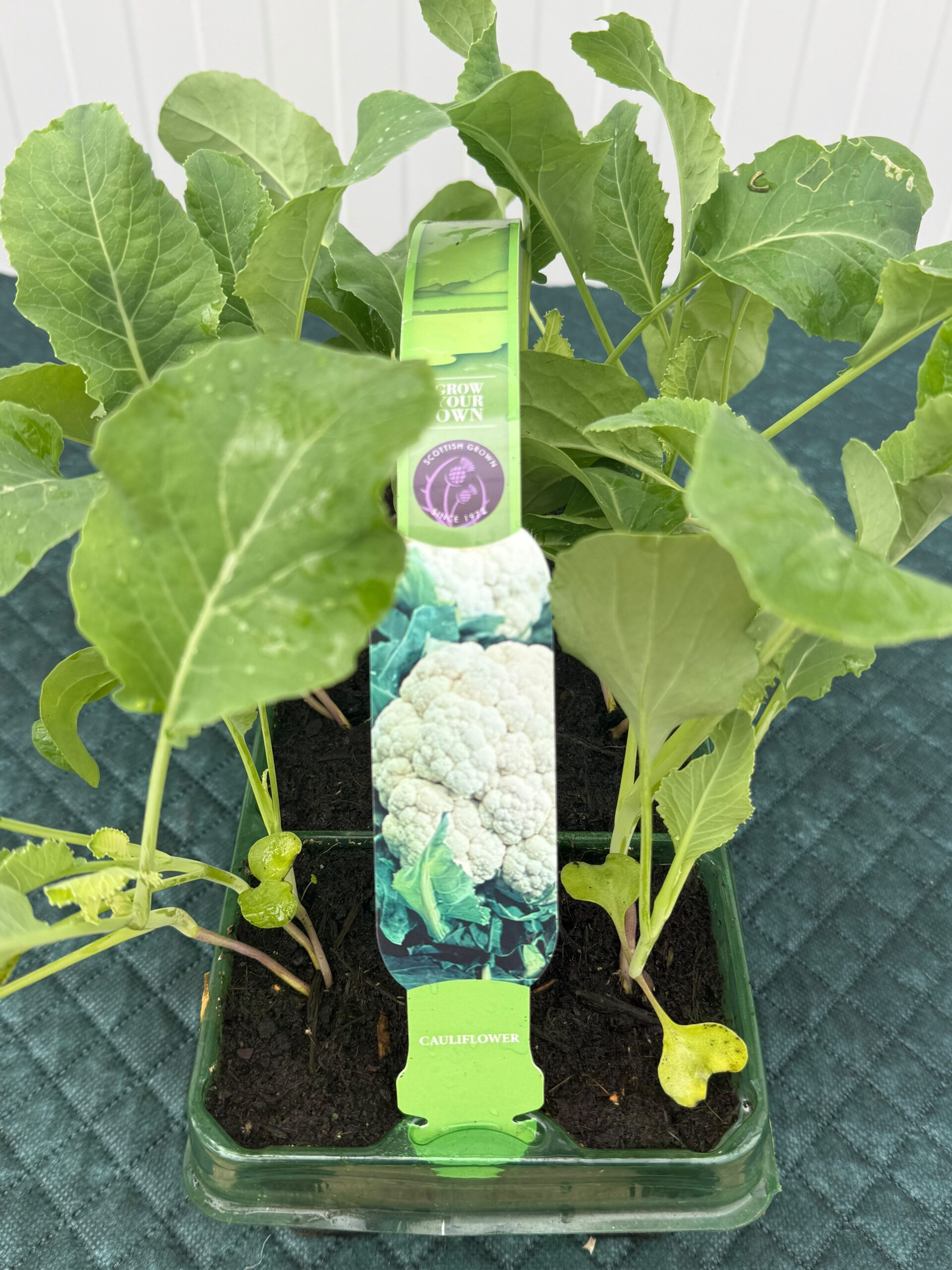Picture of Cauliflower