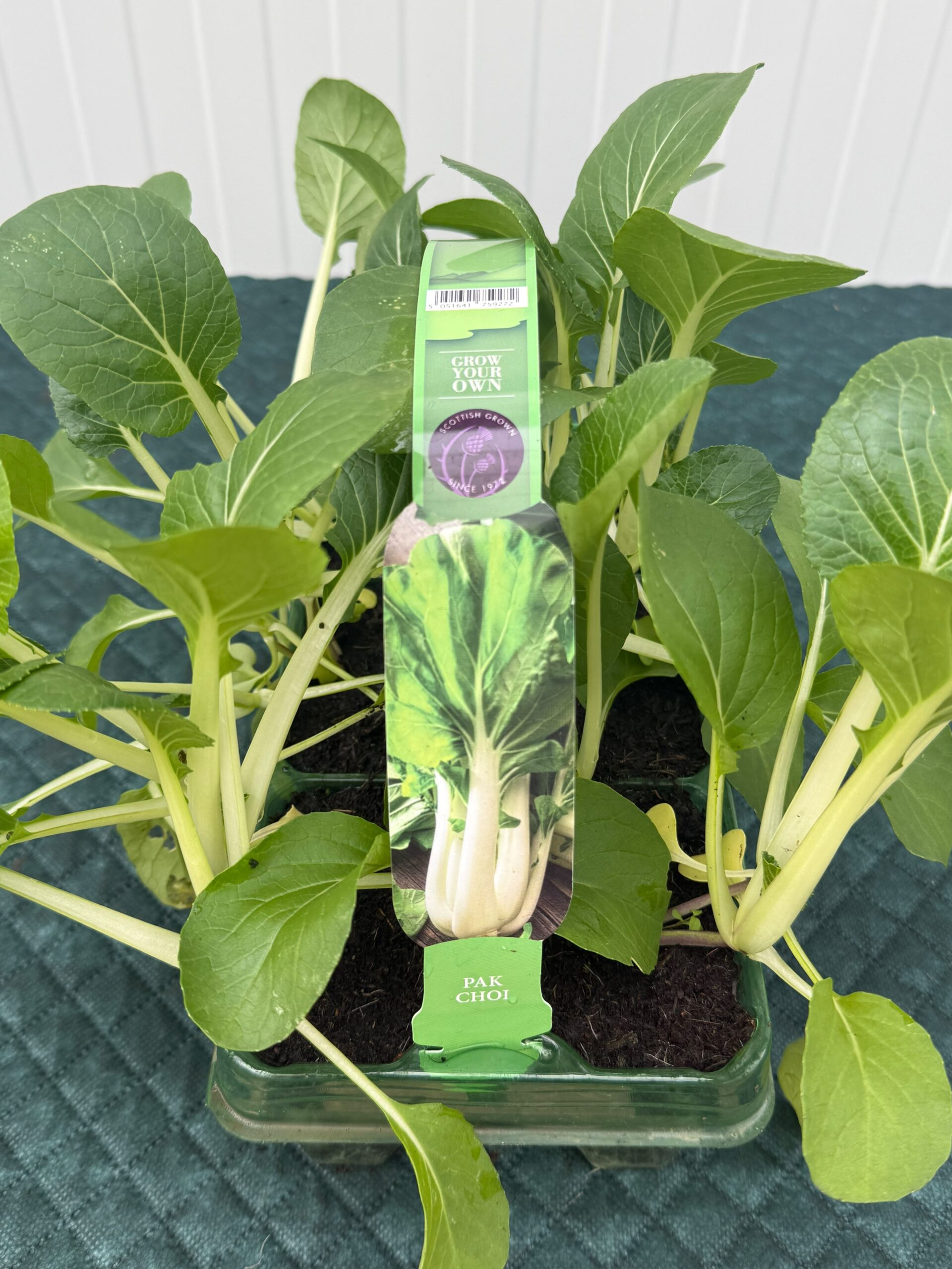 Picture of Pak Choi