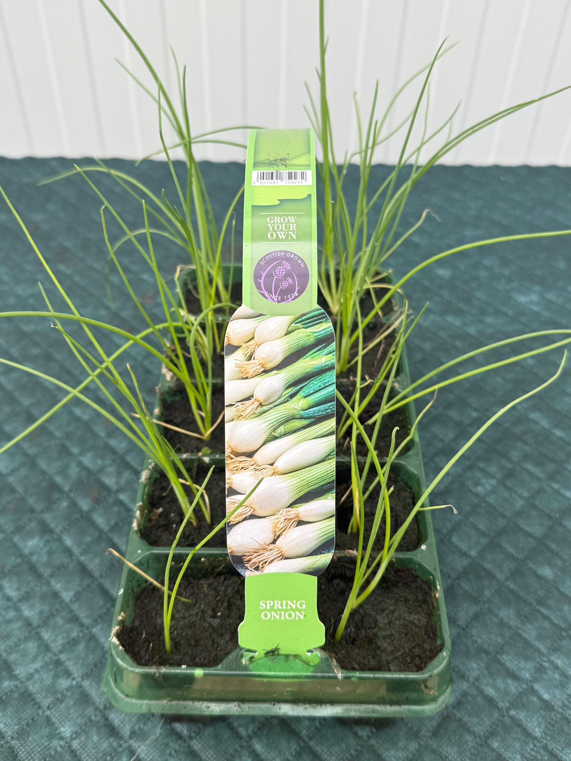 Picture of Spring Onion