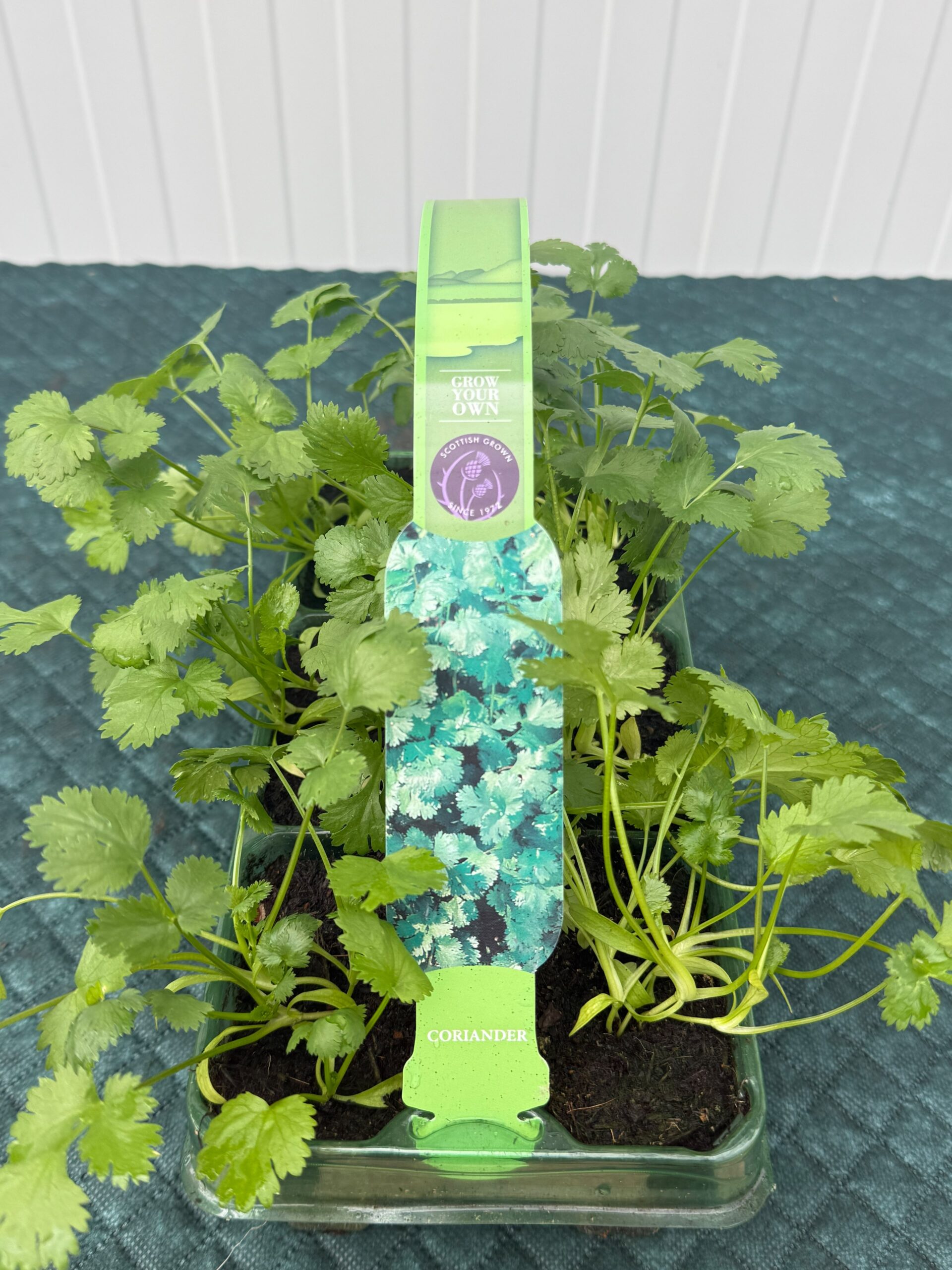 Picture of Coriander