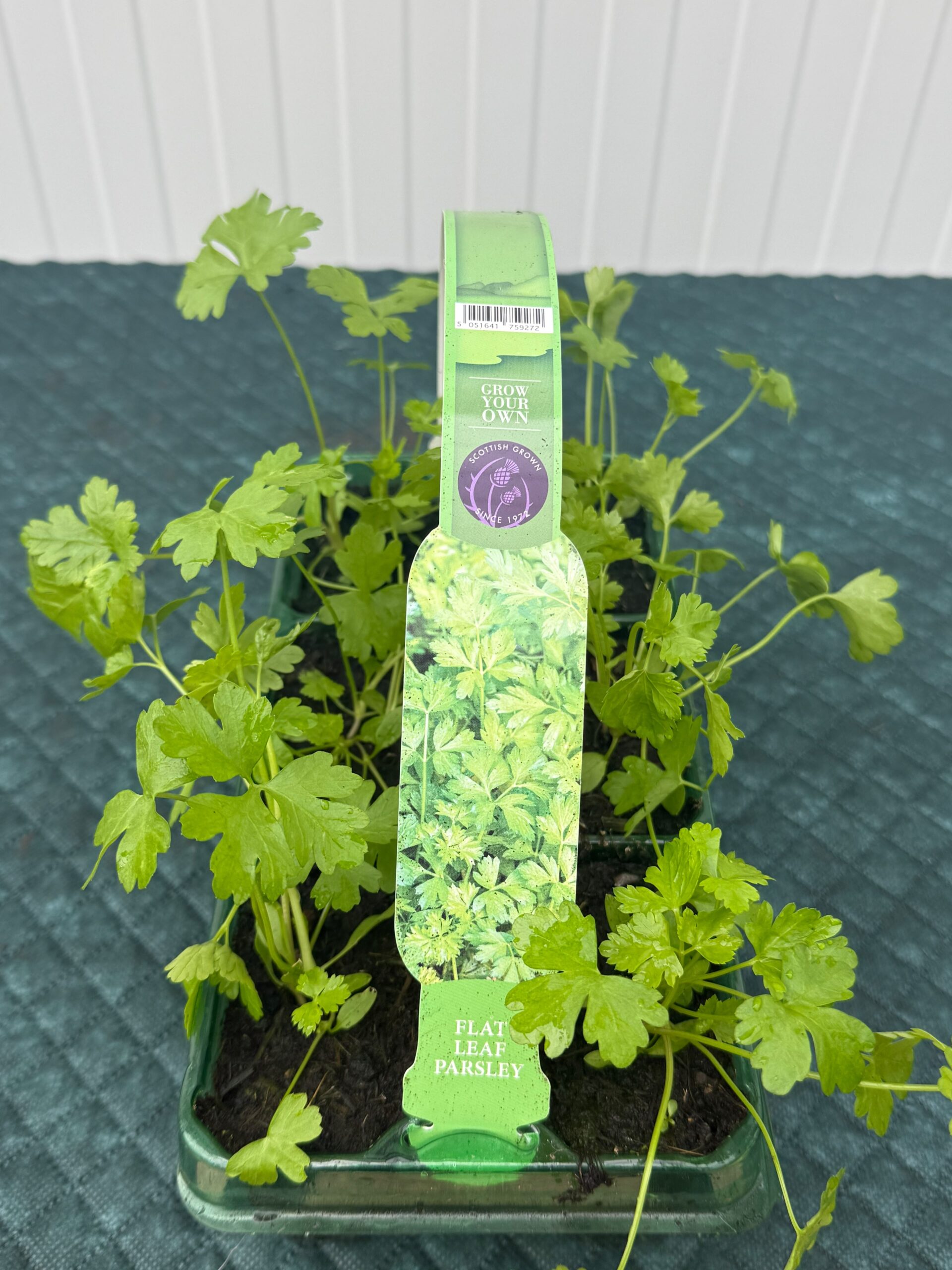 Picture of Parsley Flat Leaf
