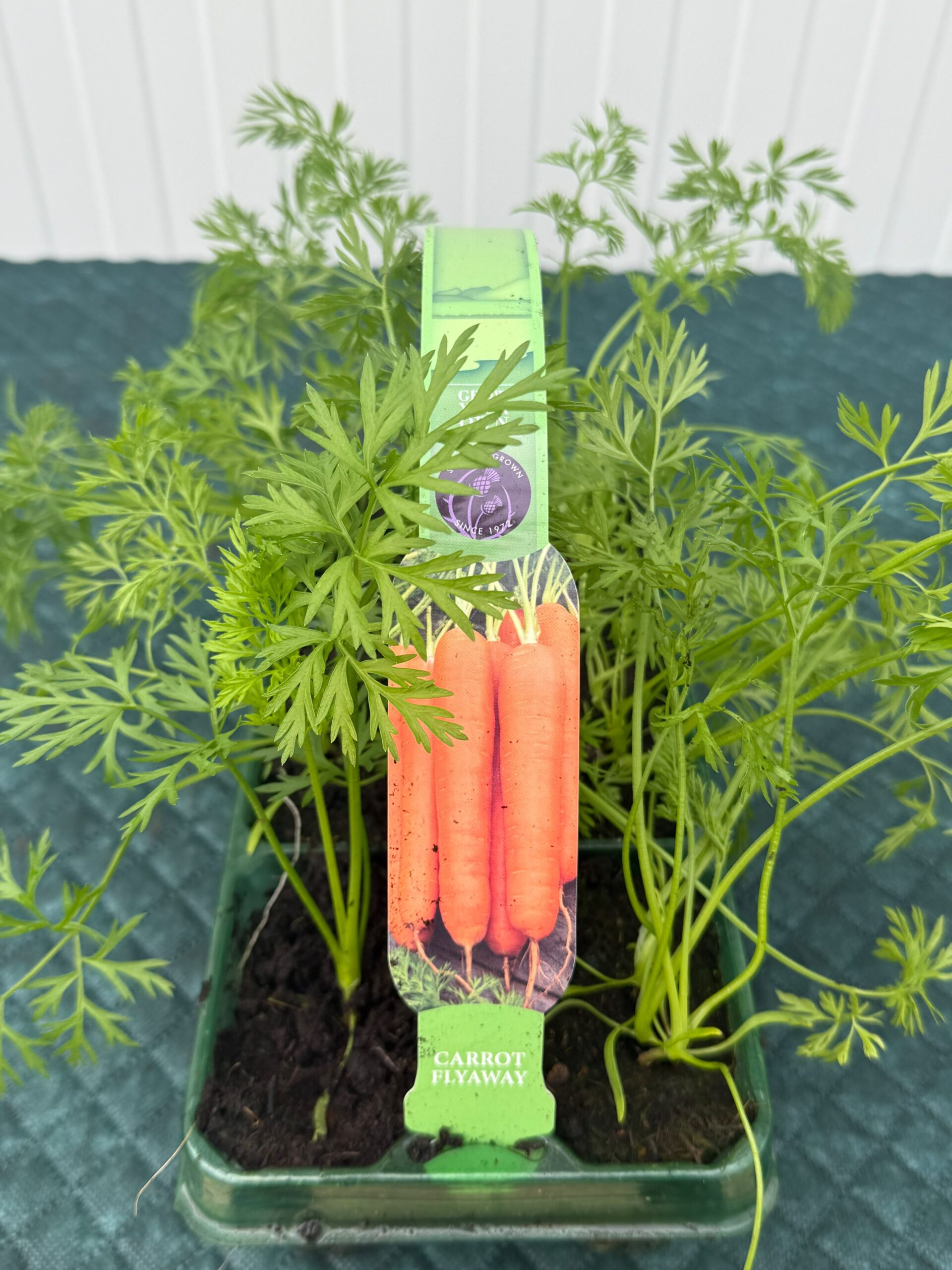 Picture of Carrot Flyaway