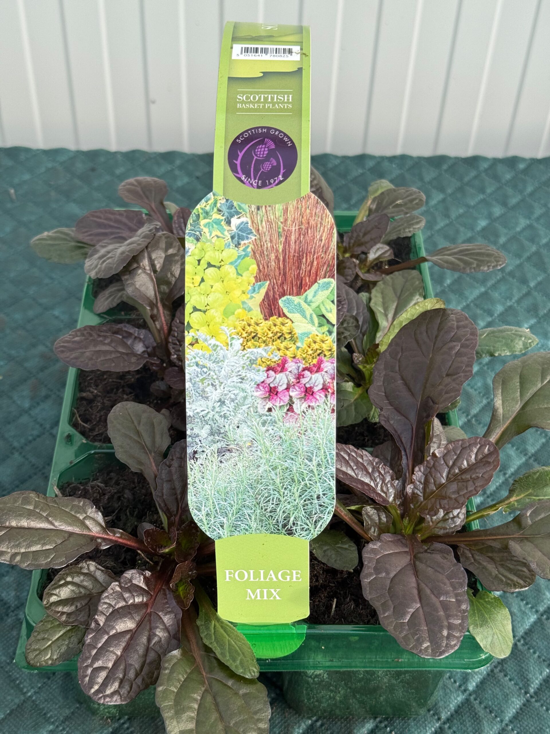 Picture of Ajuga Atropurpurea