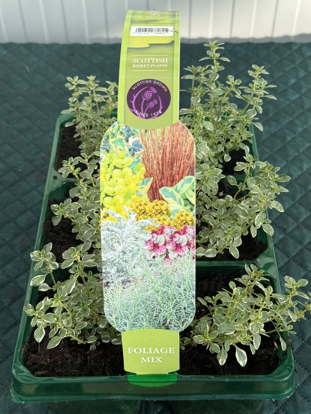 Picture of Thymus Silver Queen