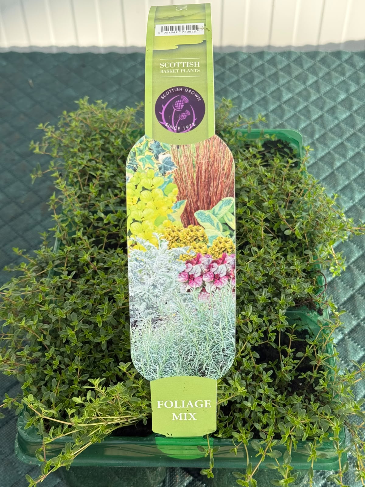 Picture of Thymus Collection