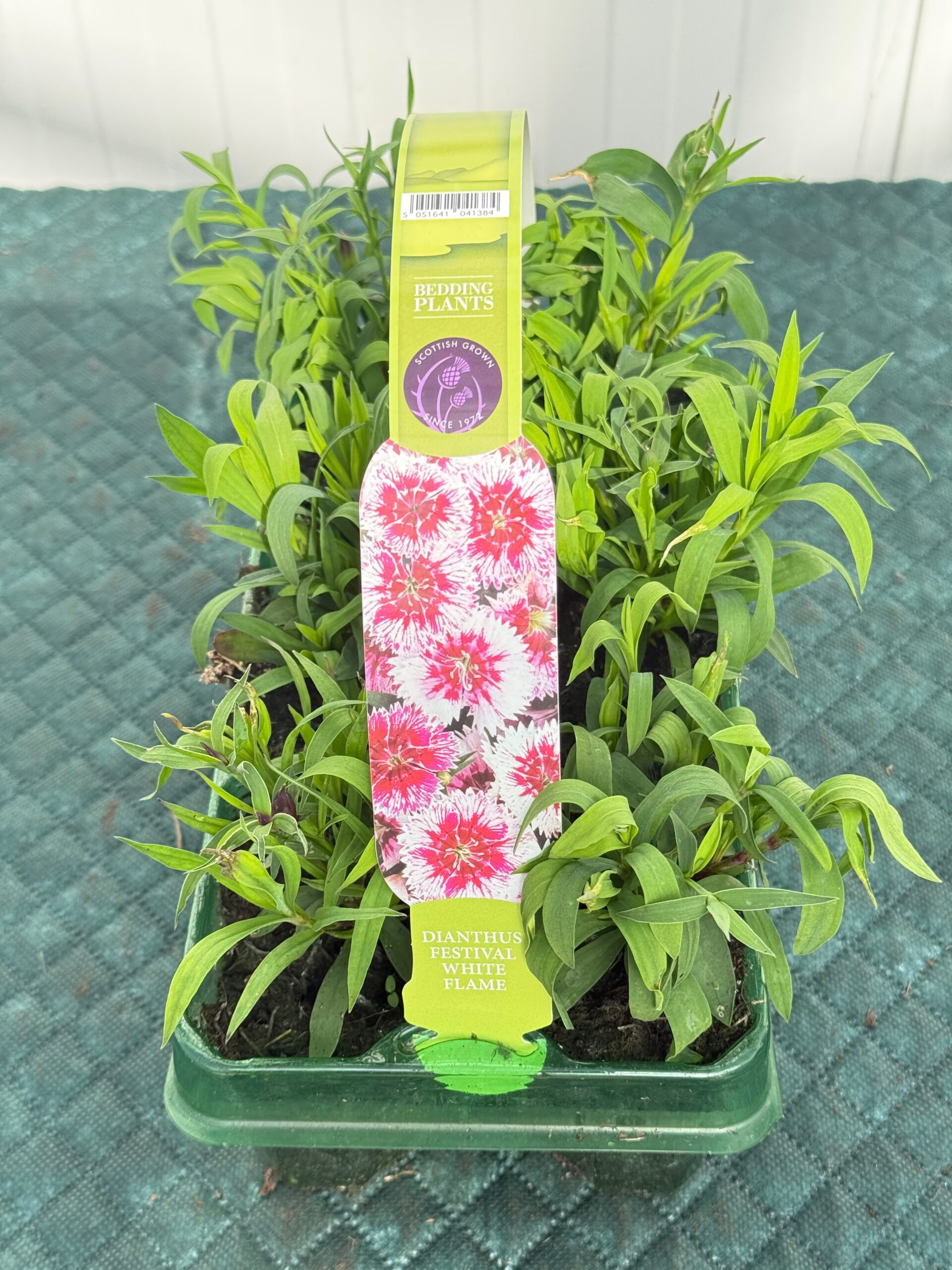 Picture of Dianthus Festival White Flame