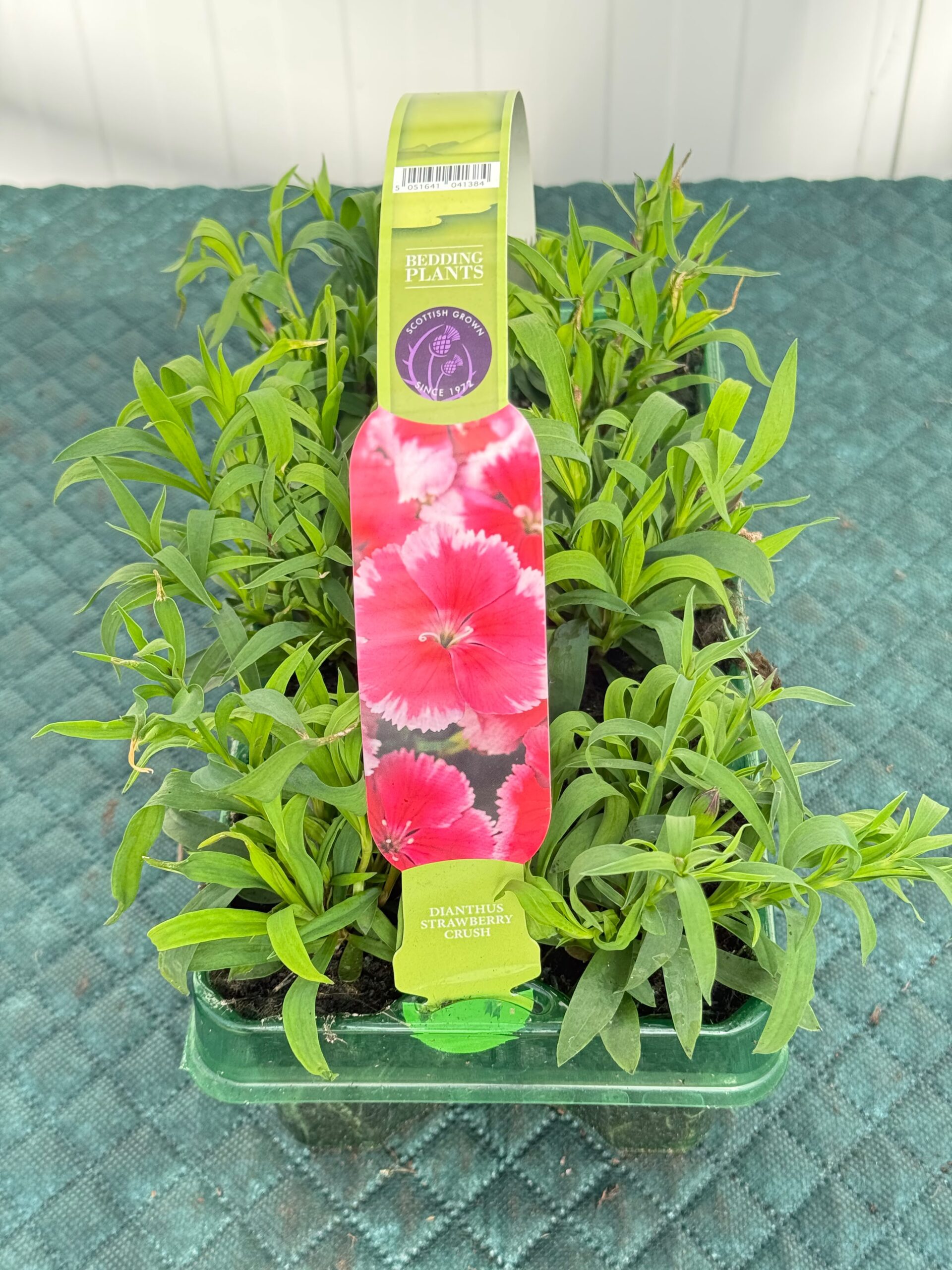Picture of Dianthus Strawberry Crush