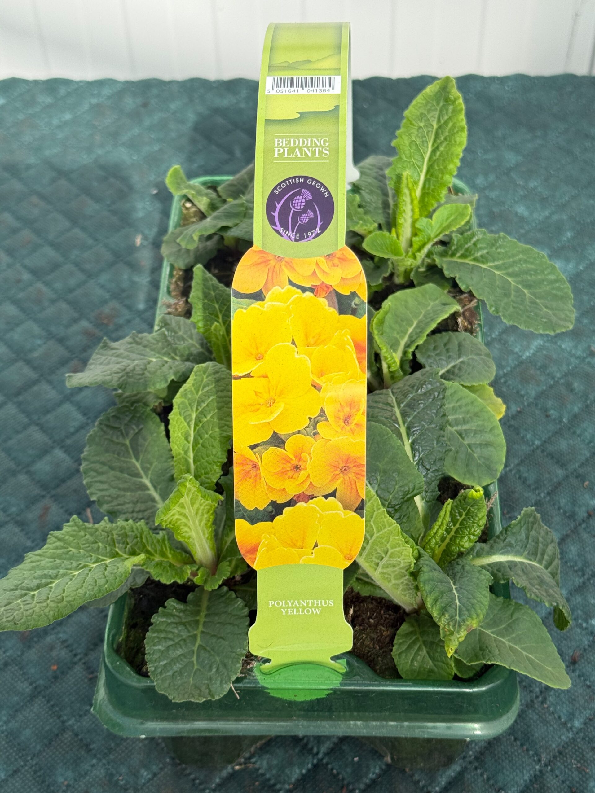 Picture of Polyanthus Yellow