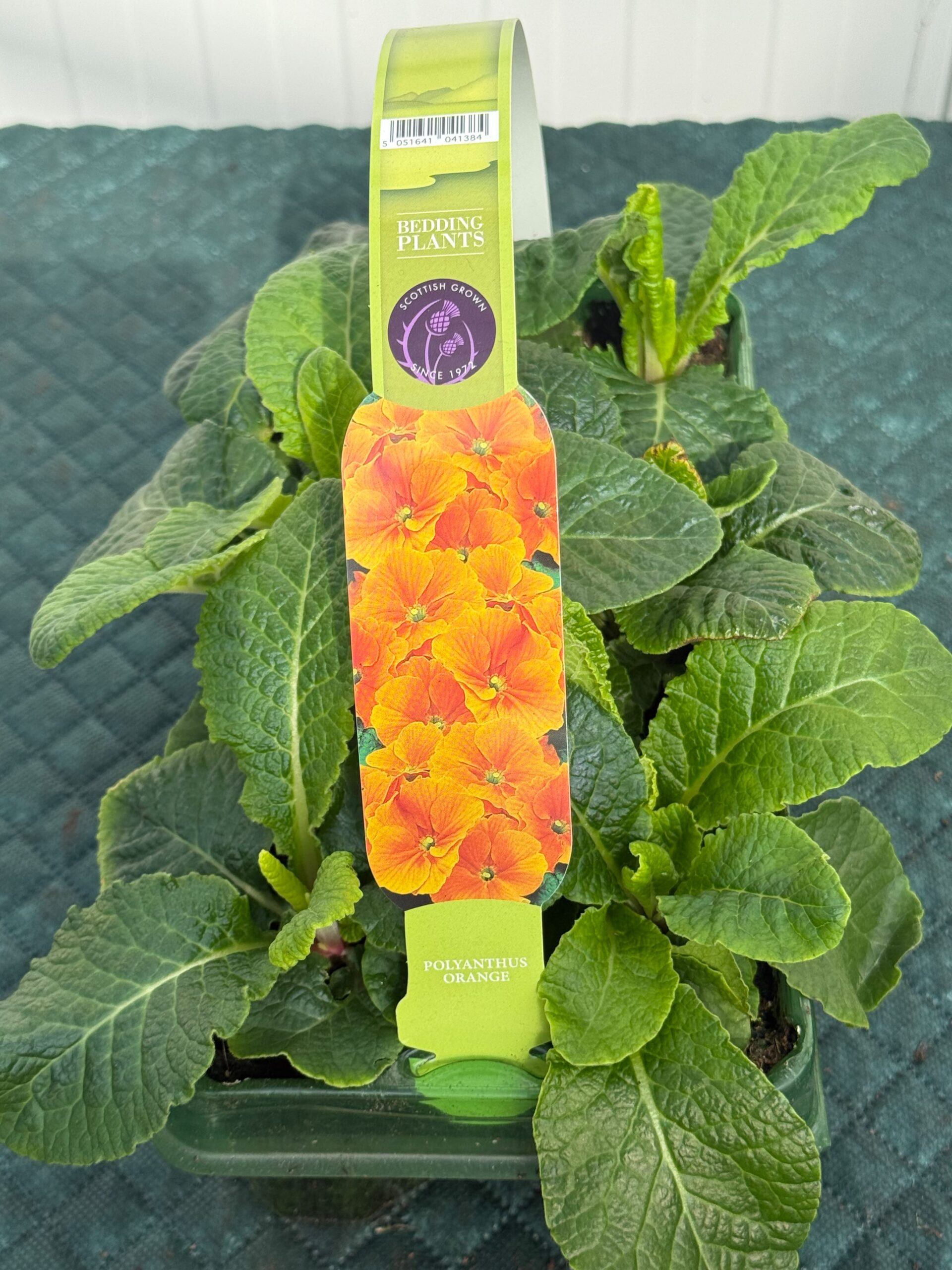Picture of Polyanthus Orange