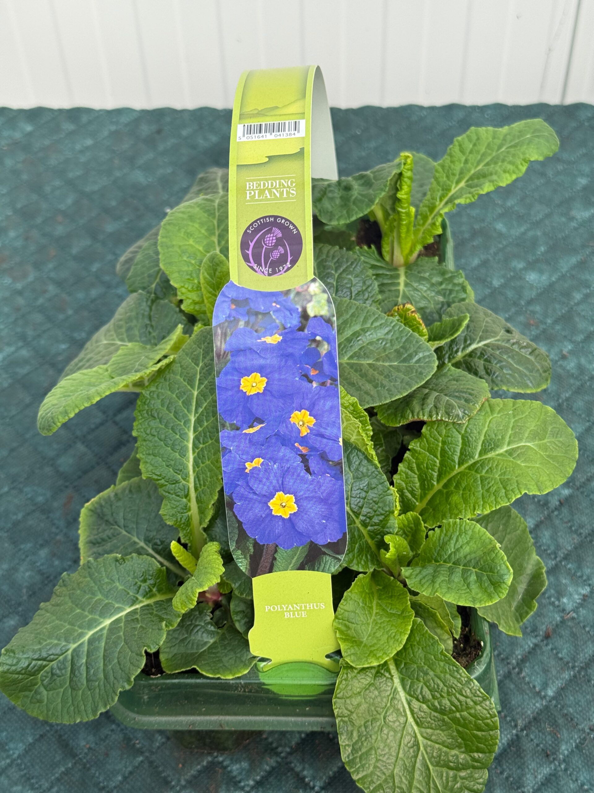 Picture of Polyanthus Blue