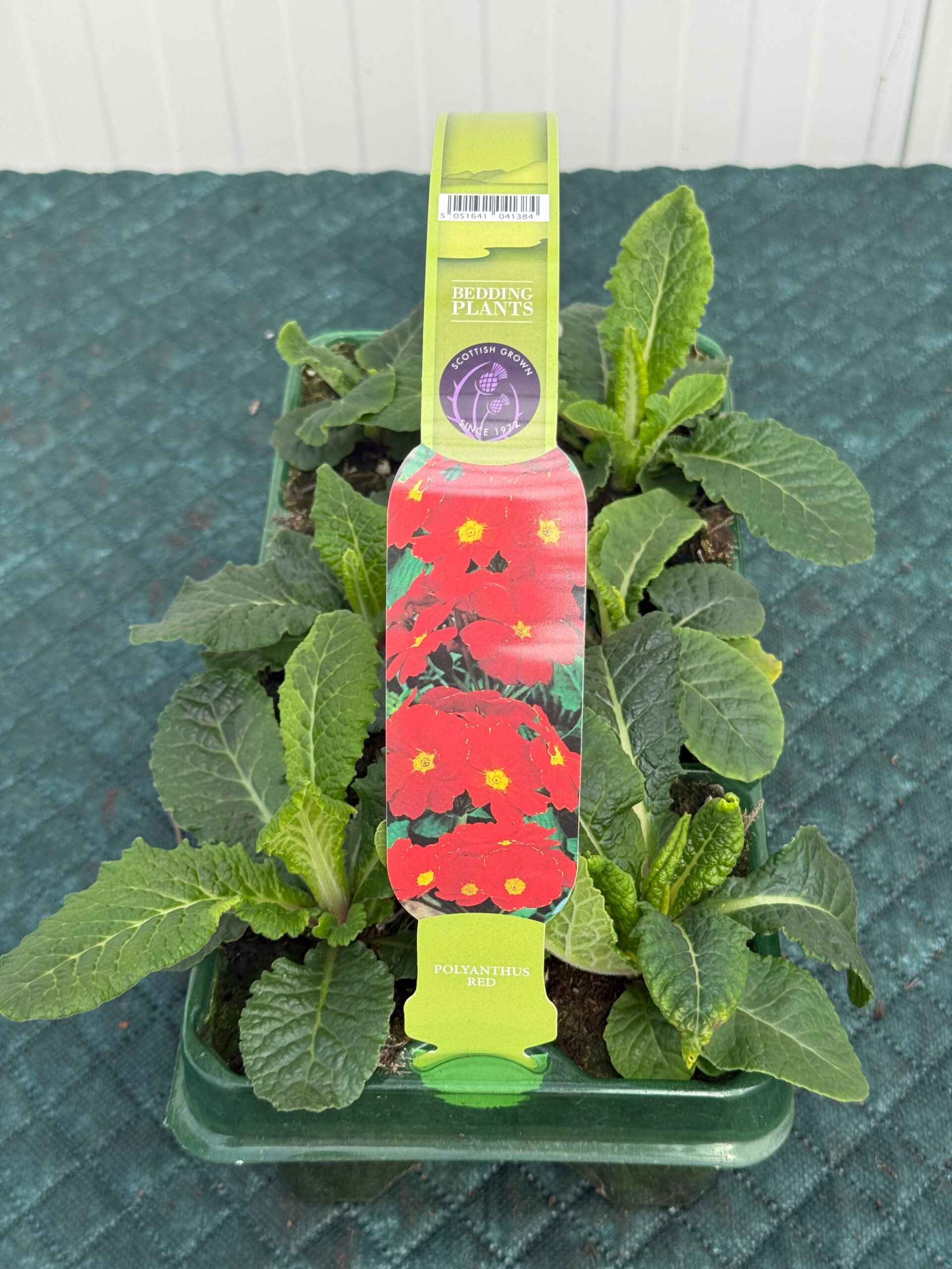 Picture of Polyanthus Red