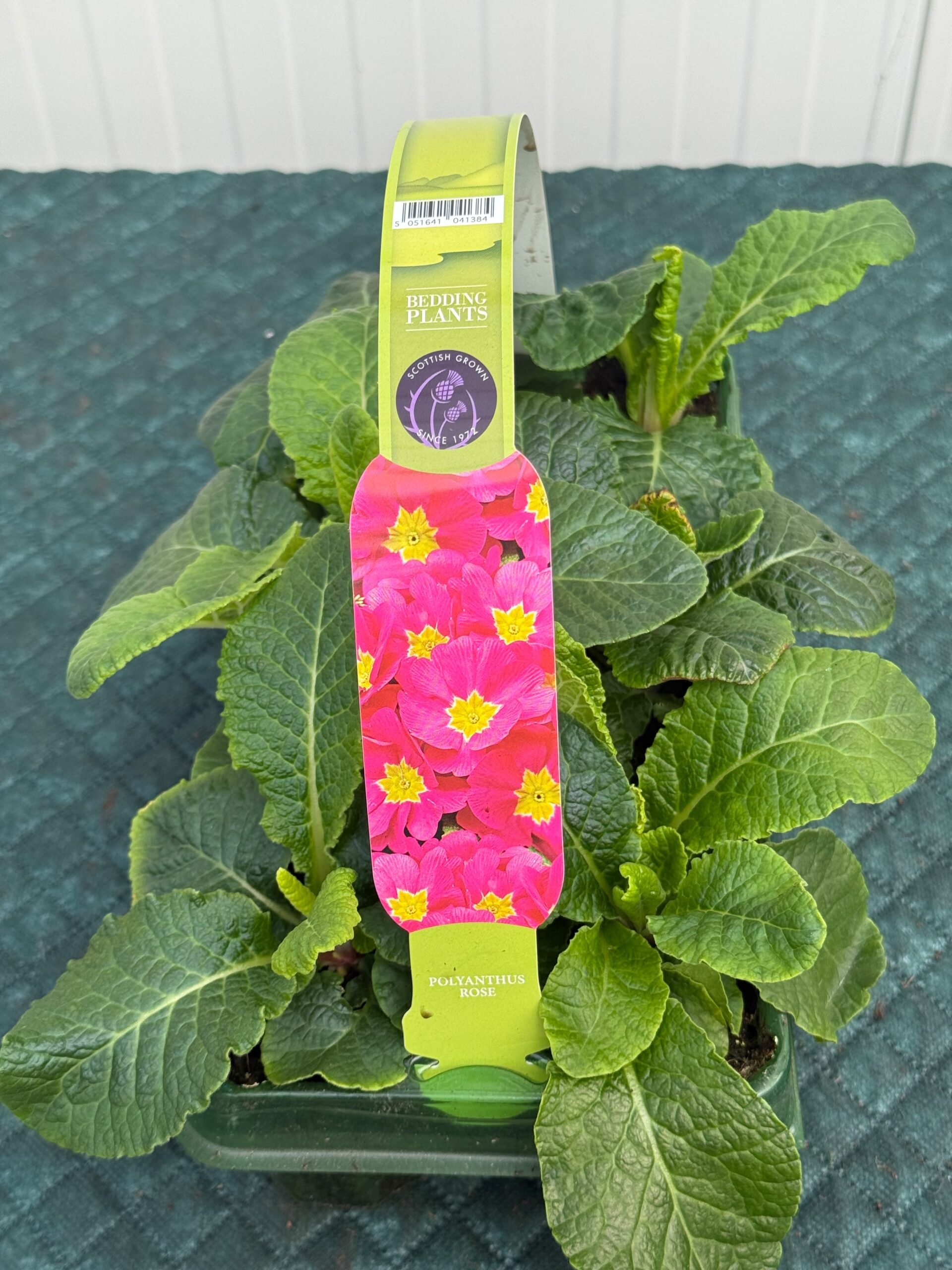 Picture of Polyanthus Rose
