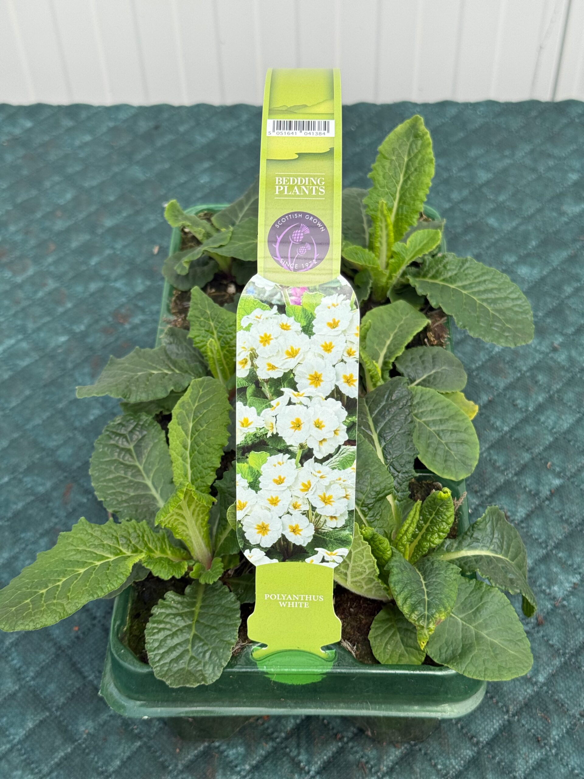 Picture of Polyanthus White