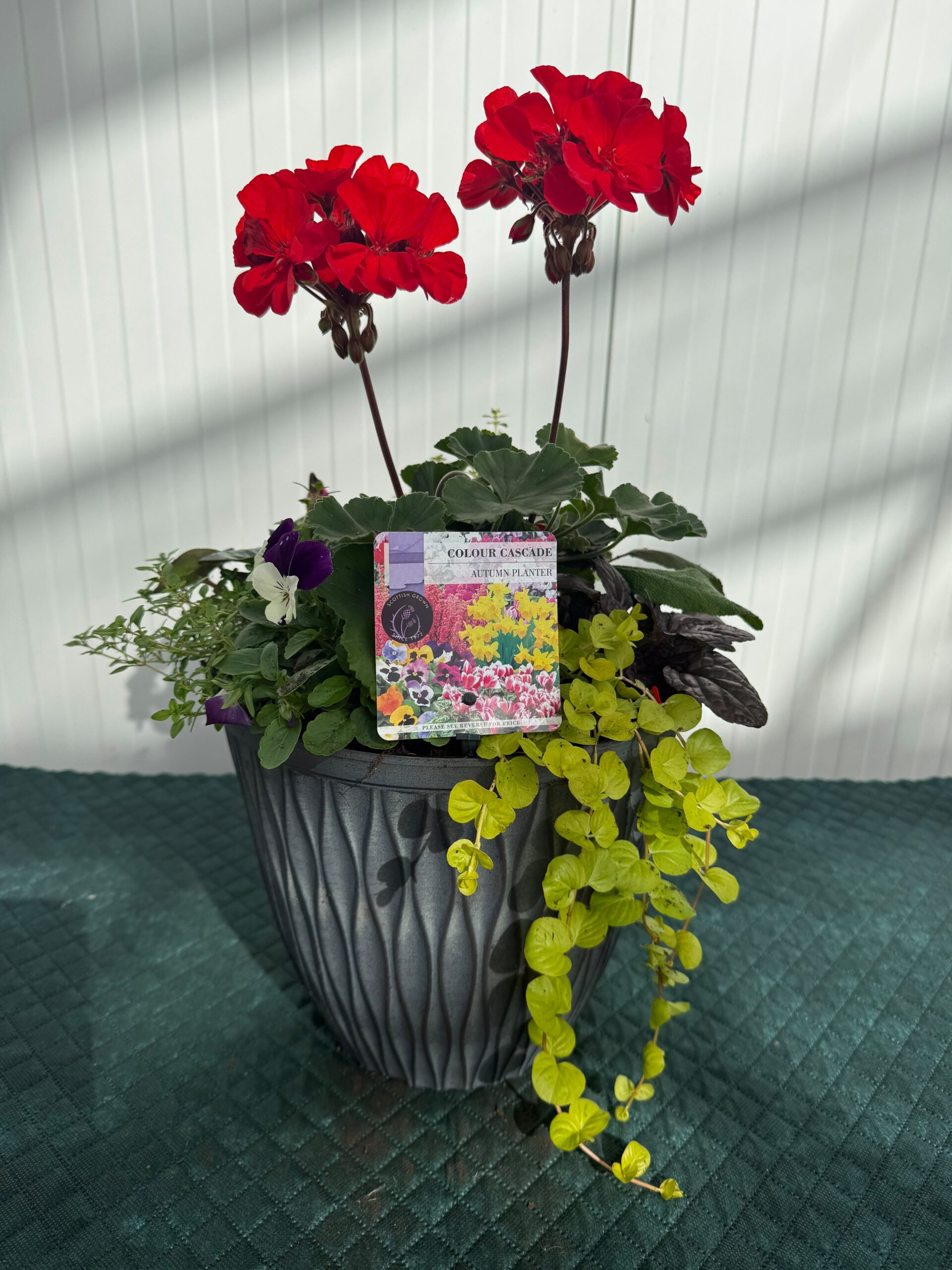 Picture of Autumn Planter Laval