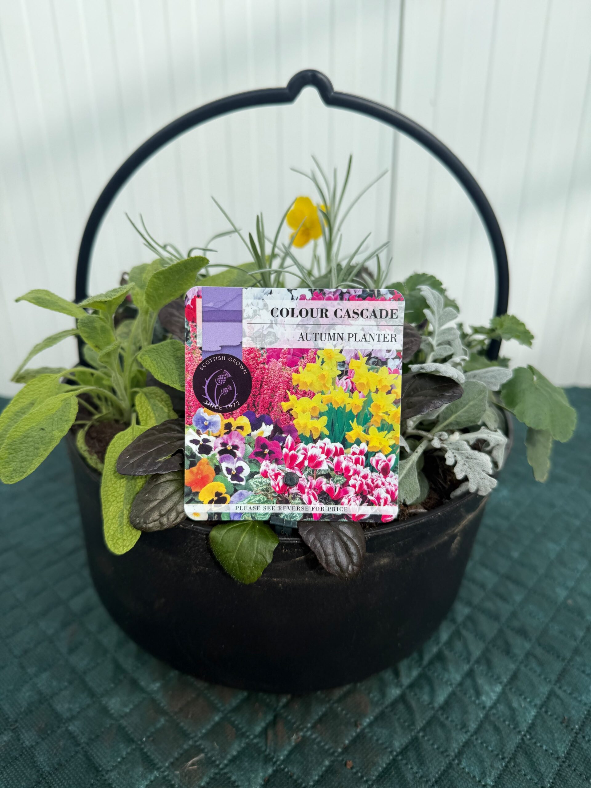 Picture of Autumn Planter Black Cauldron