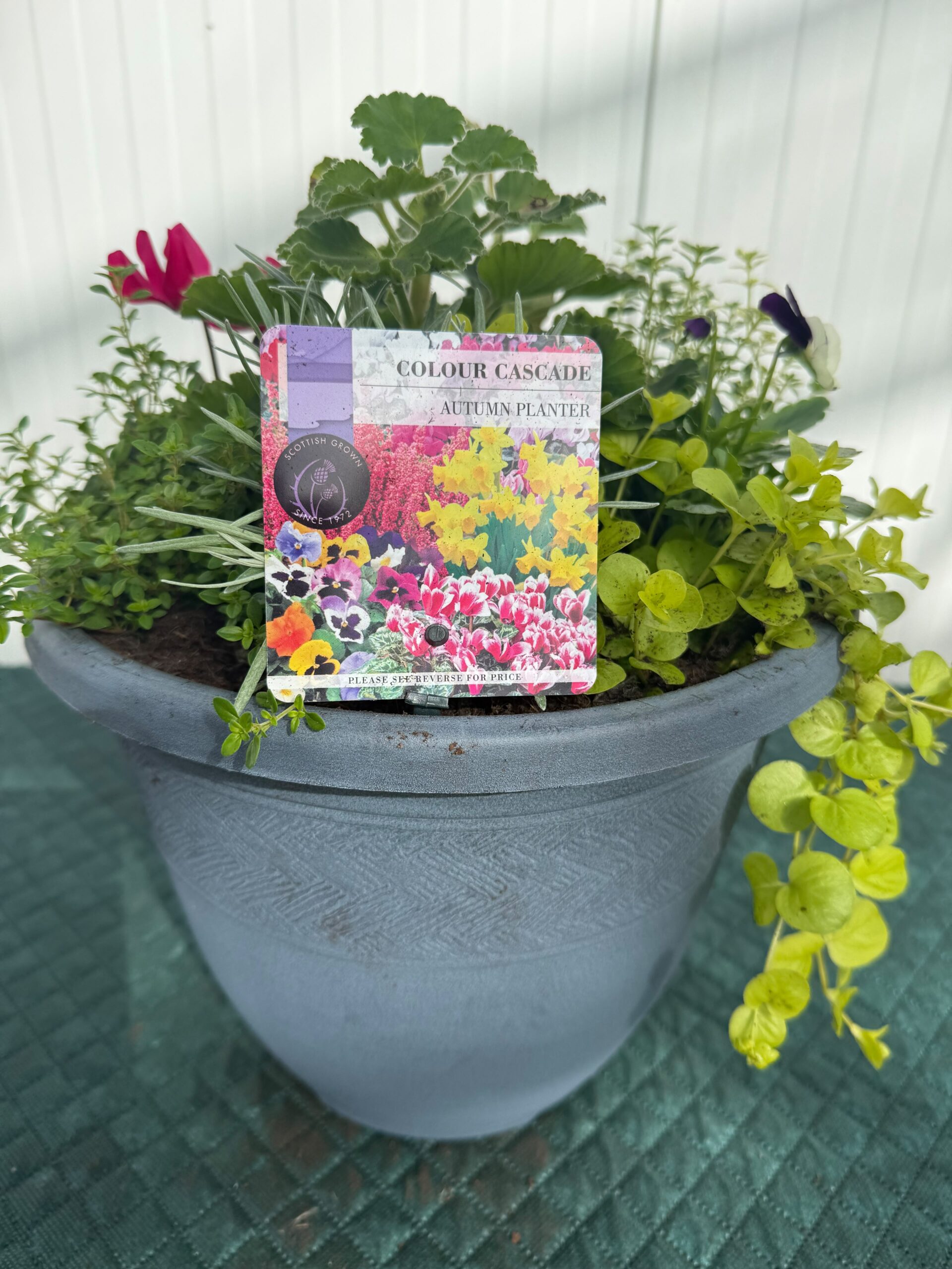 Picture of Autumn Planter Rattan