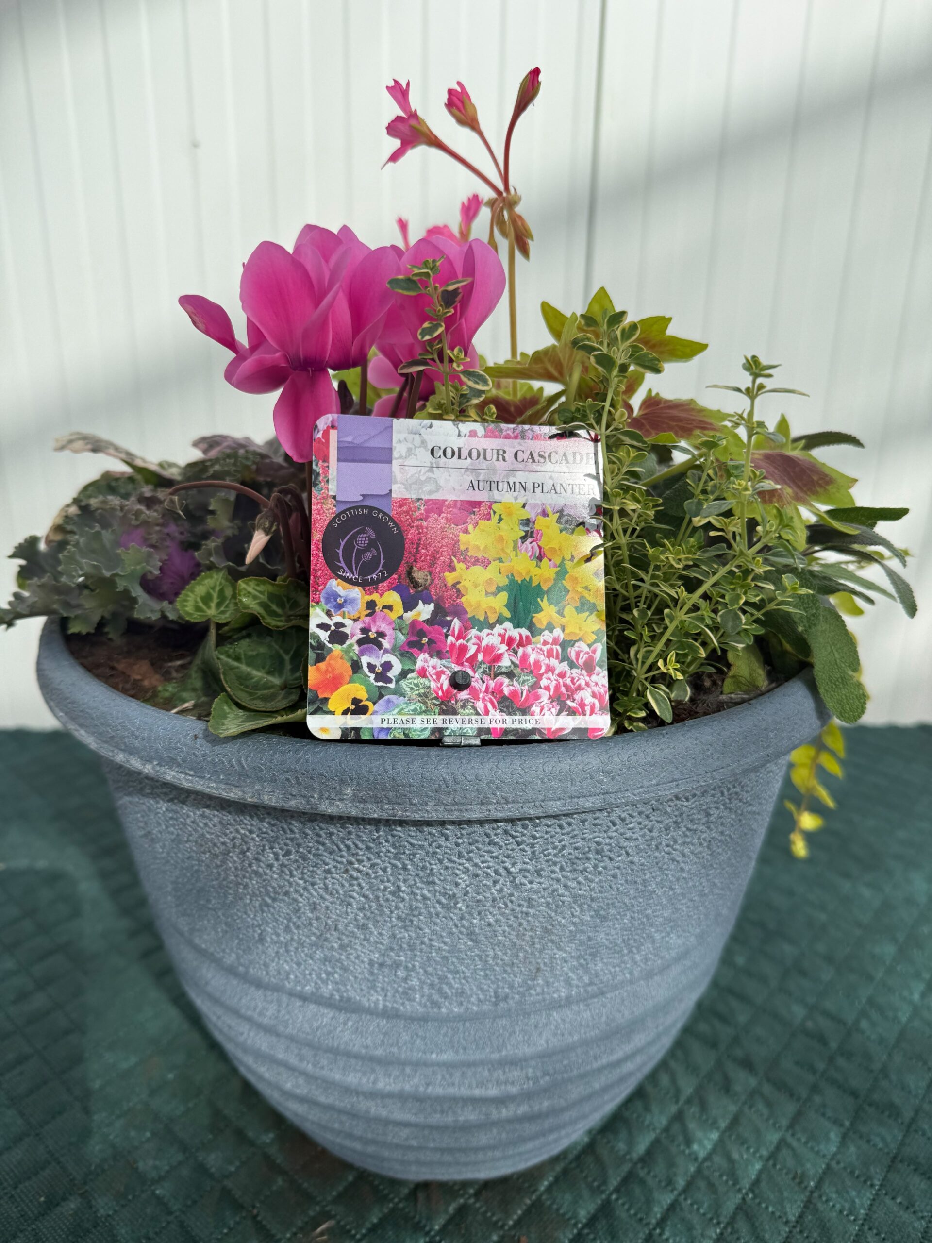Picture of Autumn Planter Mariella