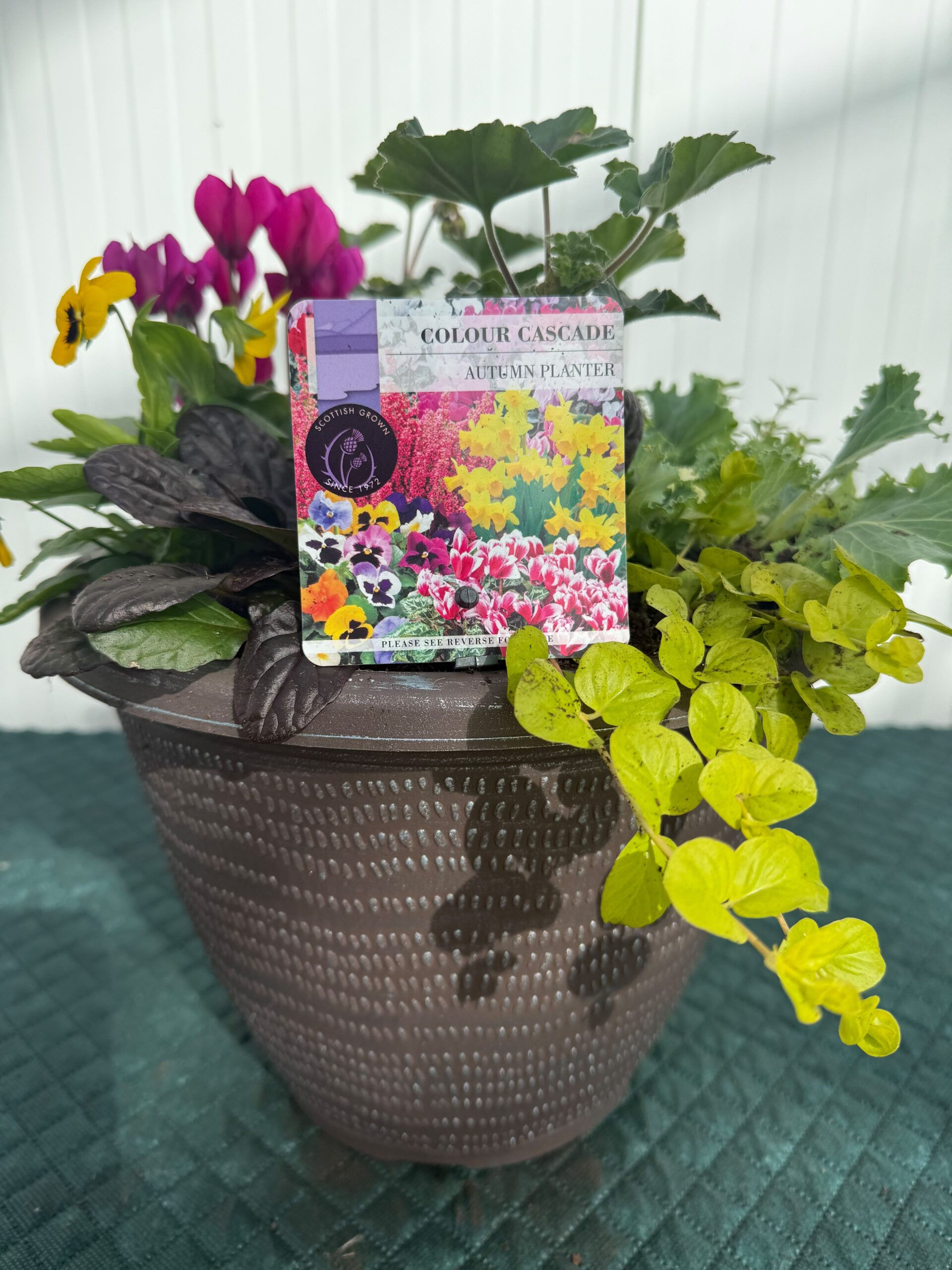 Picture of Autumn Planter Pisces