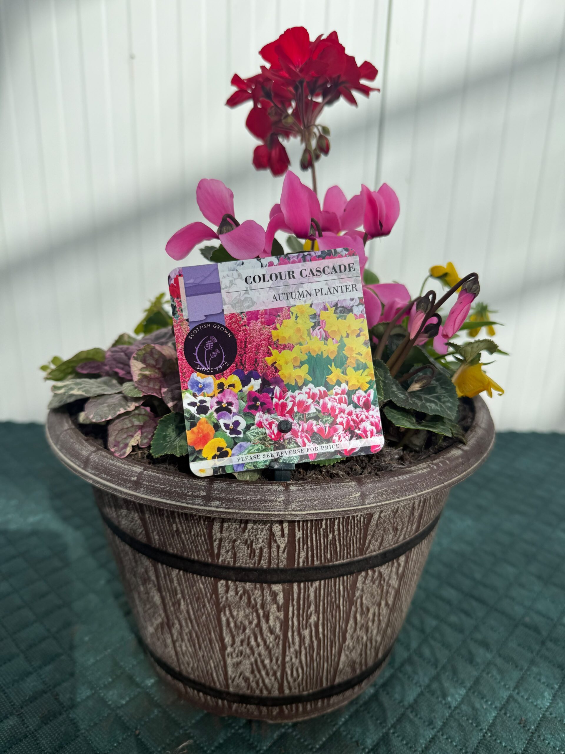 Picture of Autumn Planter Cask