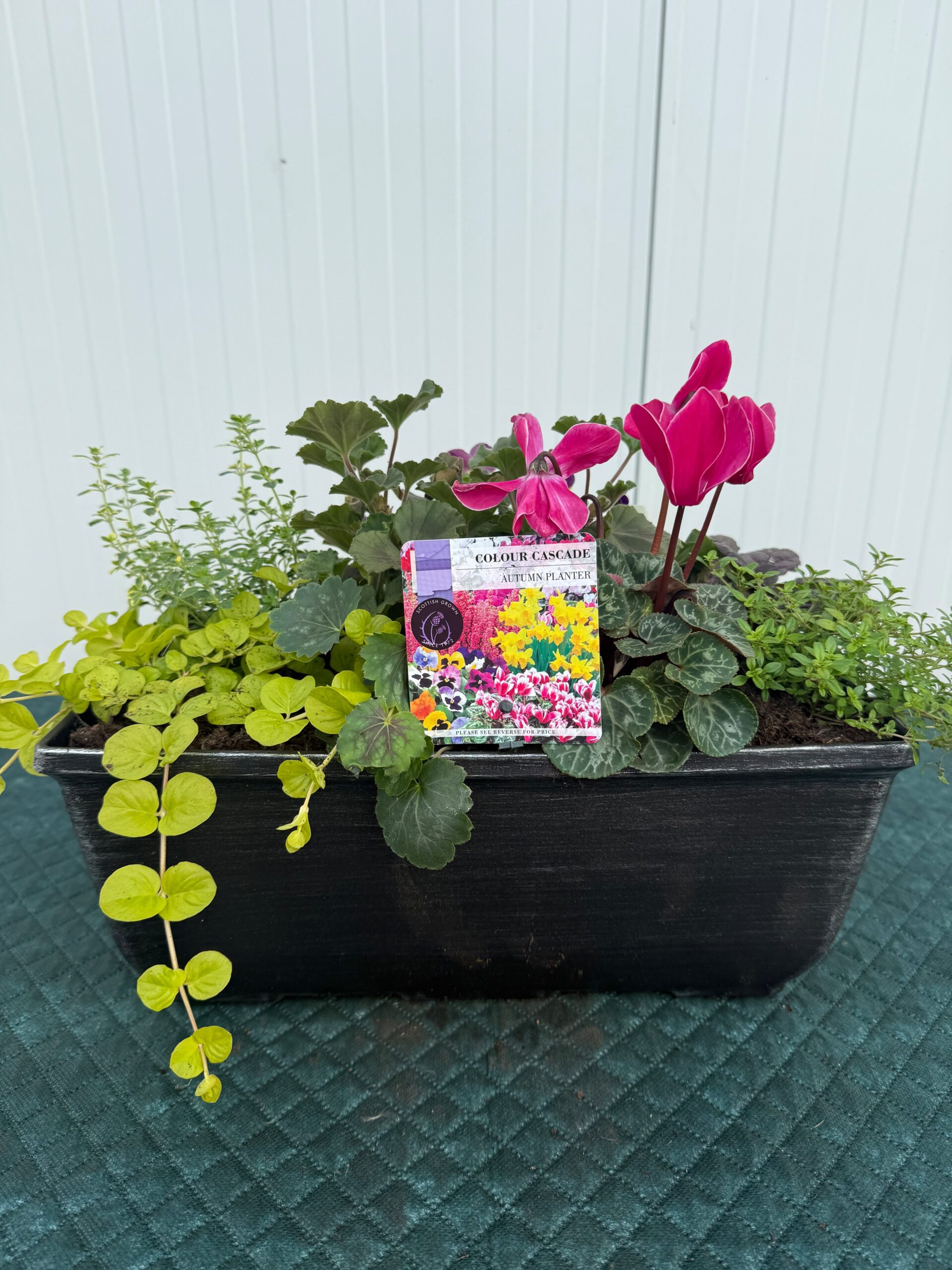 Picture of Autumn Planter Tulipa Trough