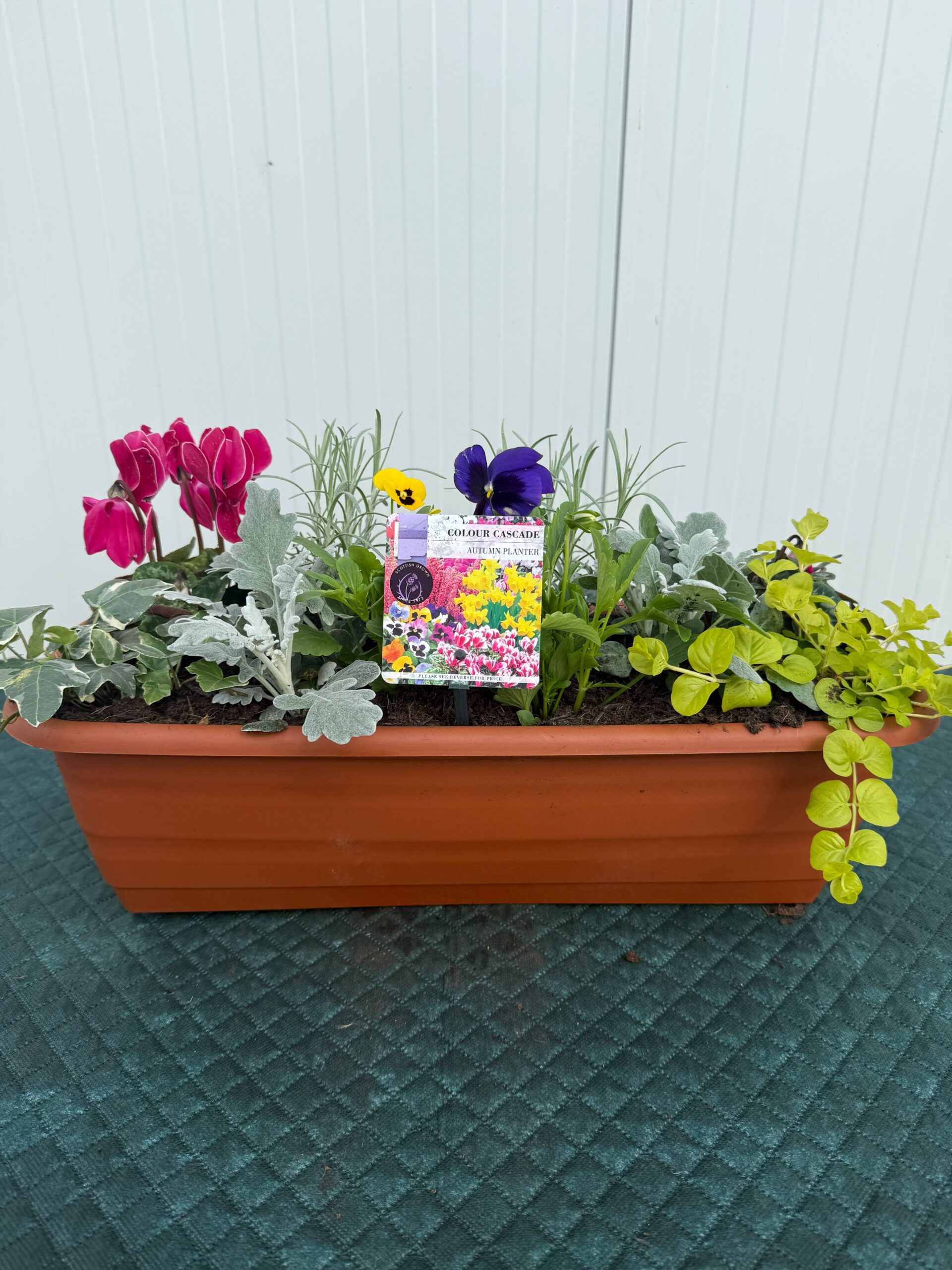 Picture of Autumn Planter Balcony Trough