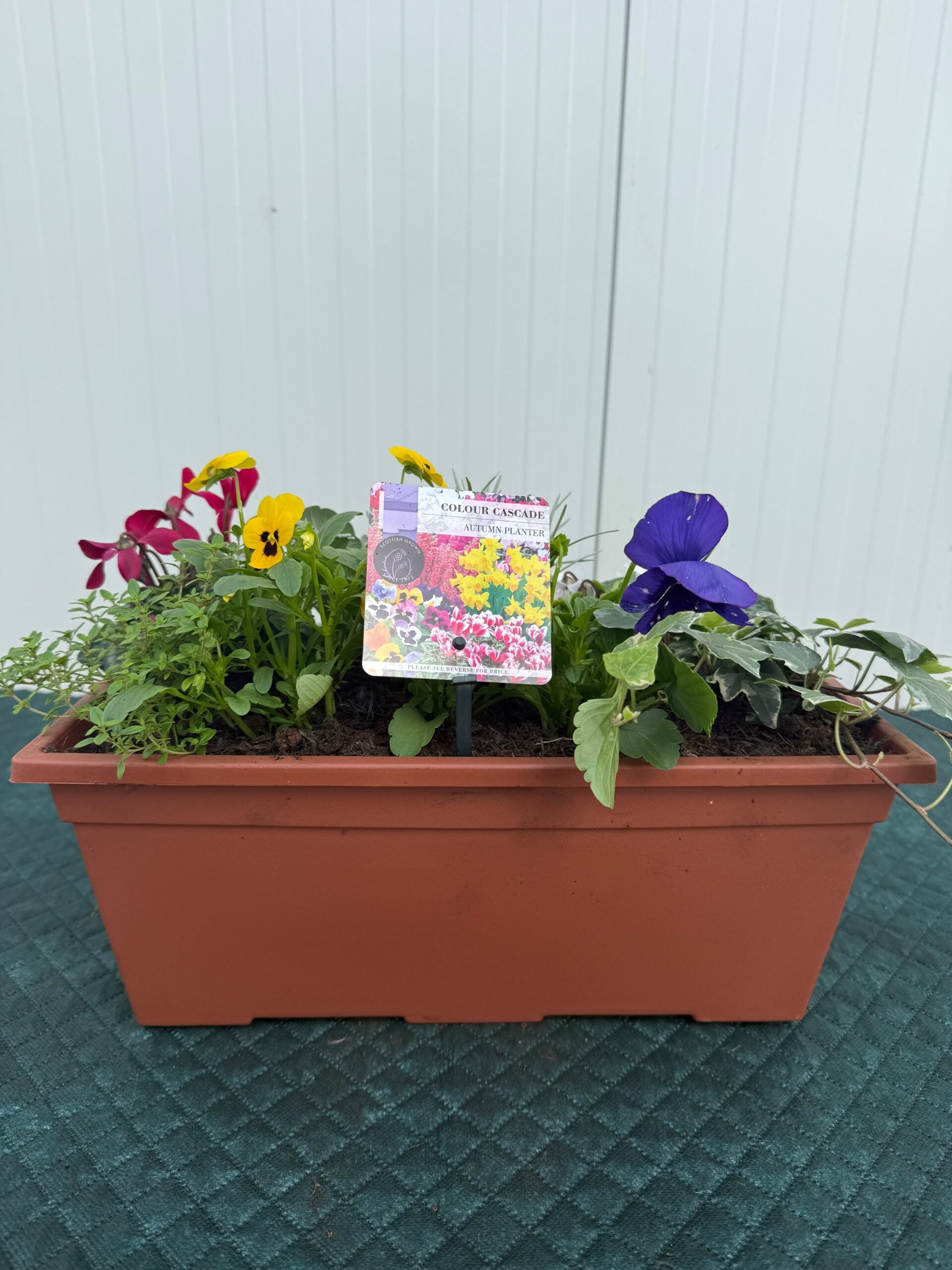 Picture of Autumn Planter Leonardo