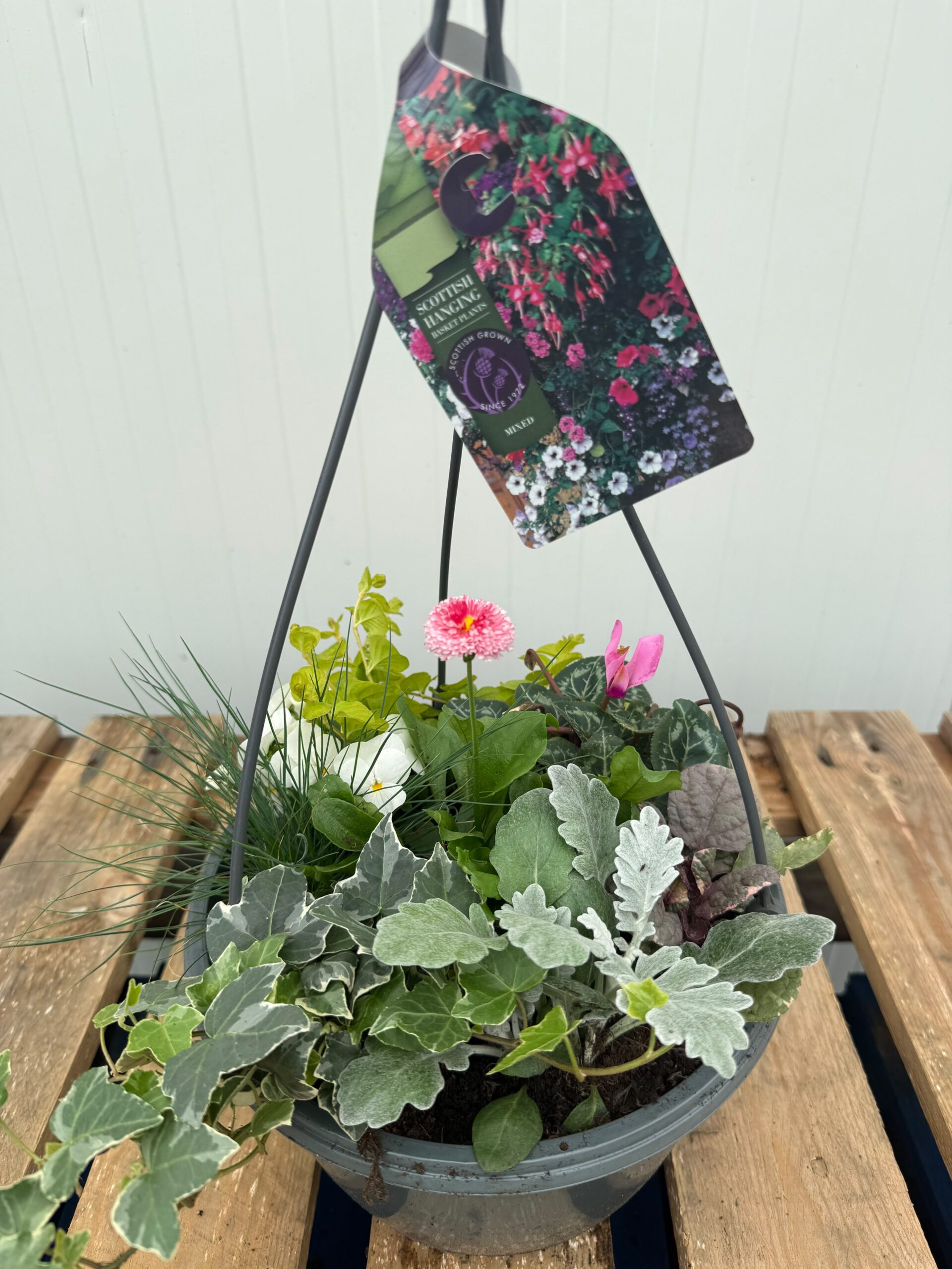 Picture of Autumn Hanging Basket