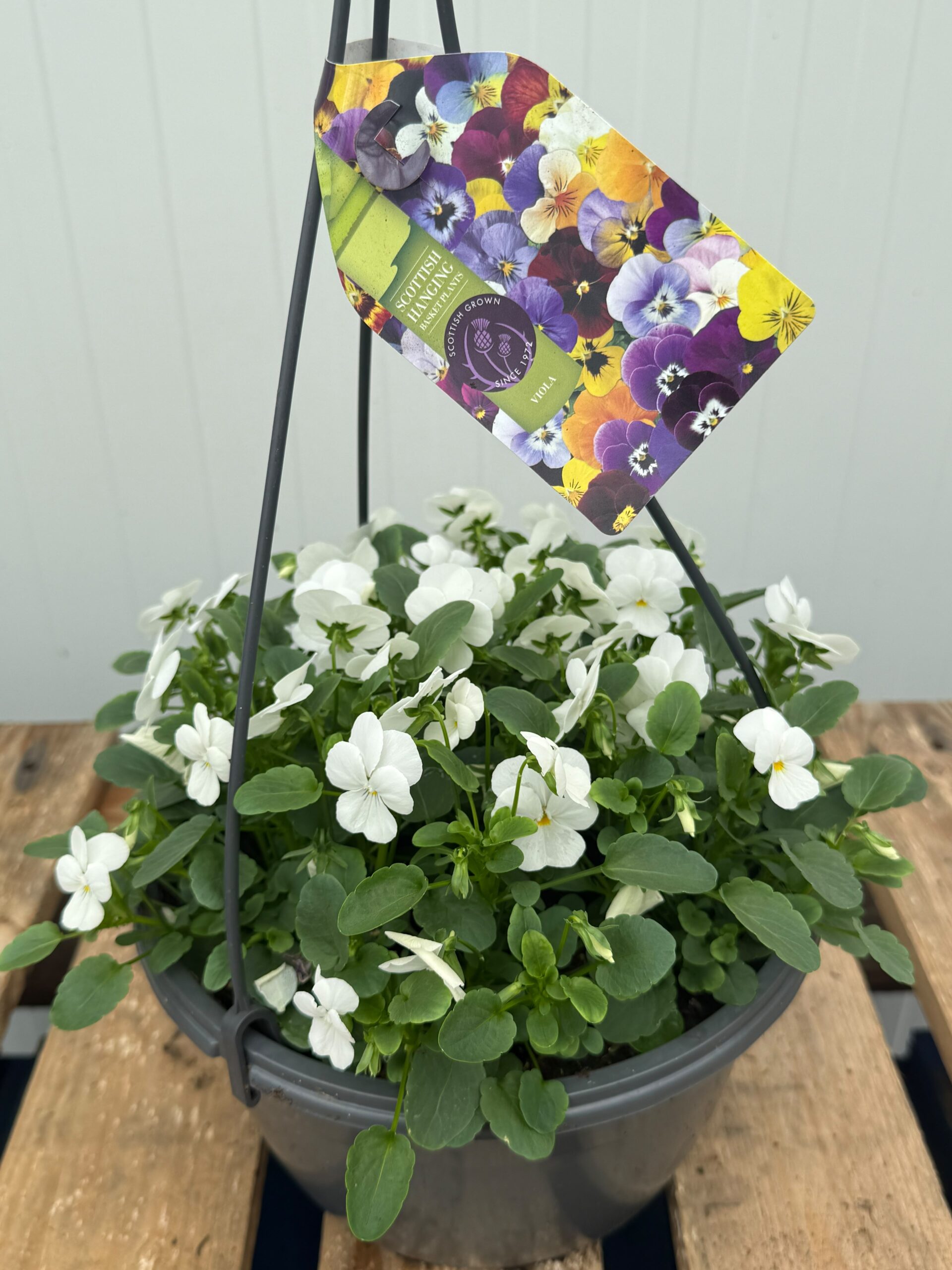 Picture of Viola Hanging Basket - White