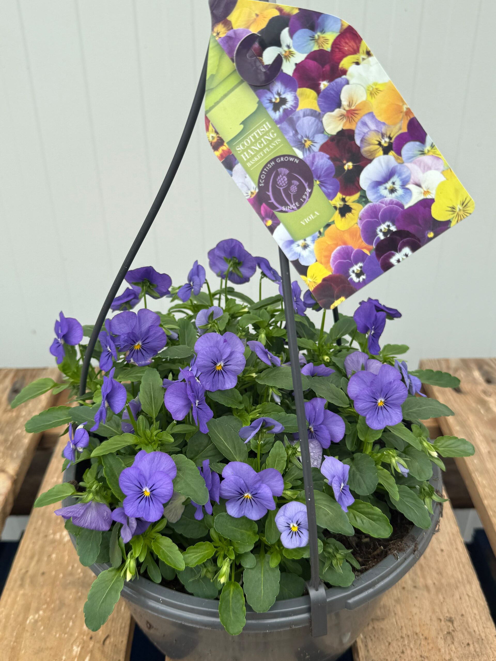 Picture of Viola Hanging Basket - Blue