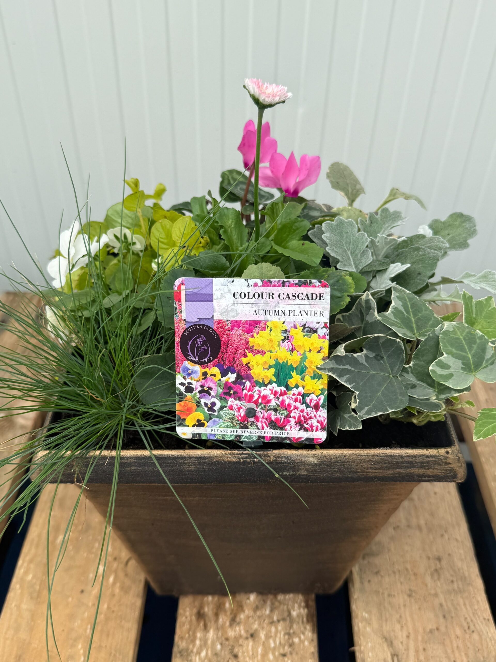 Picture of Autumn Planter Biscotti Tall Square