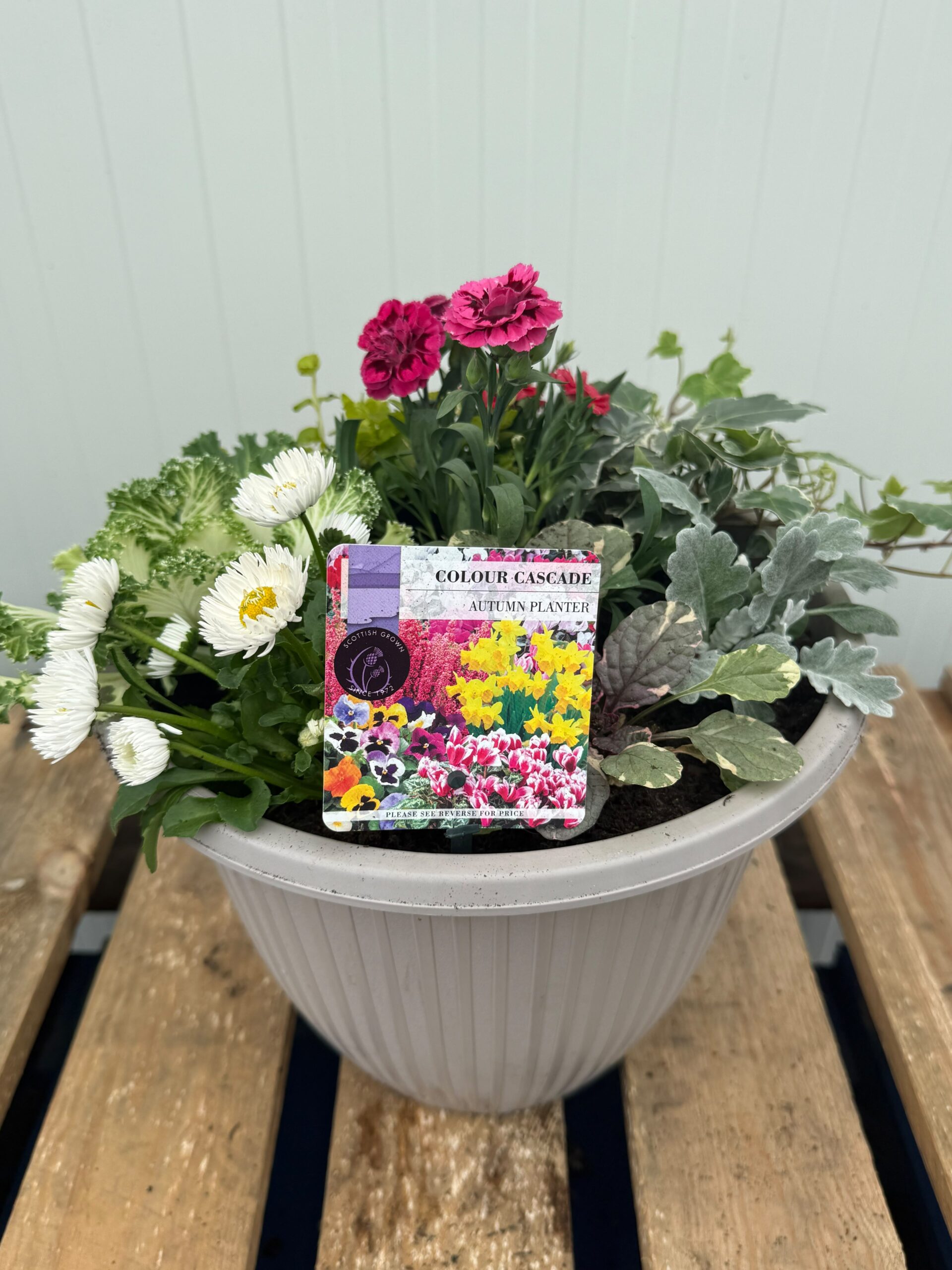 Picture of Autumn Planter Russel