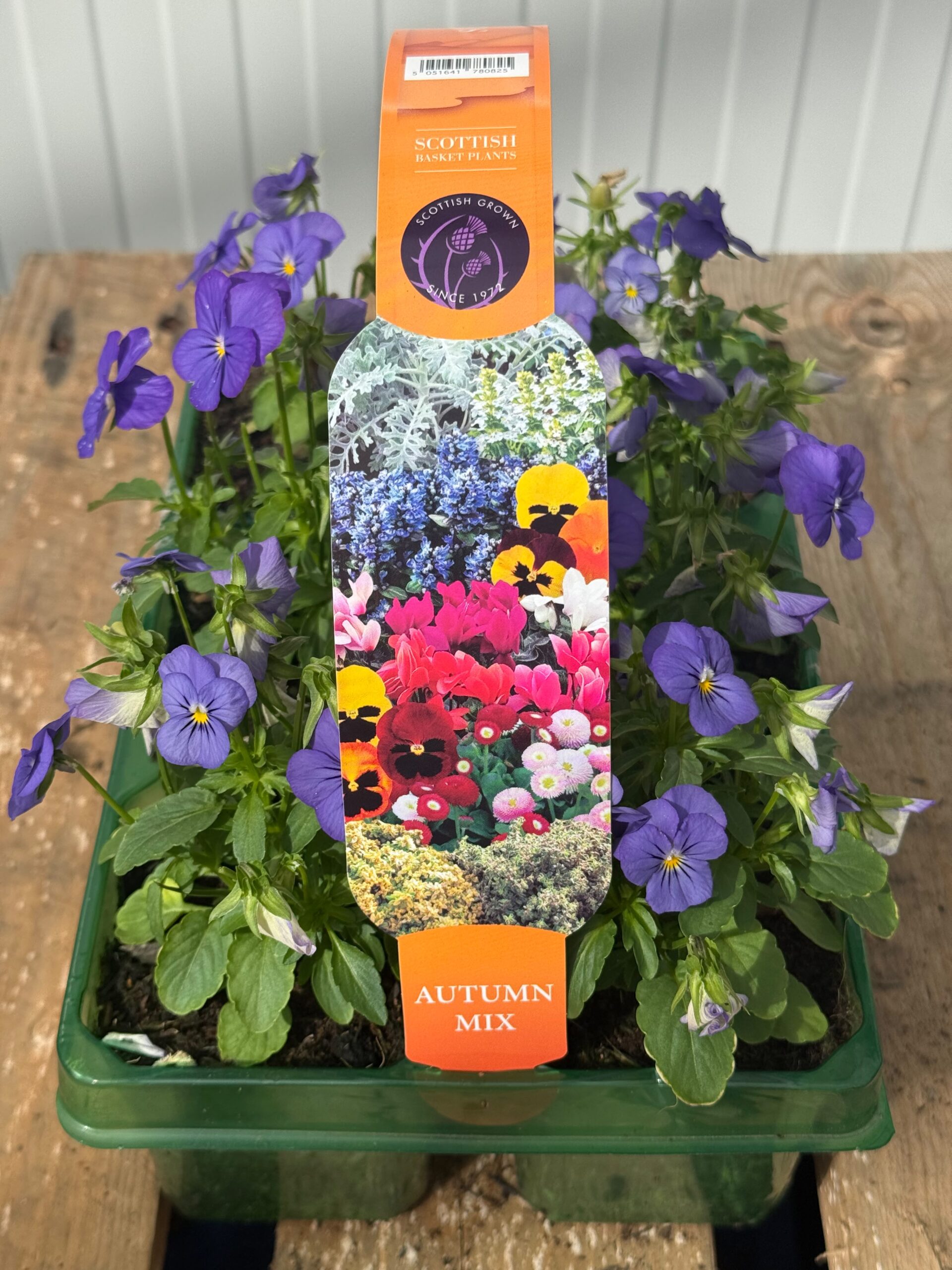 Picture of Viola Blue