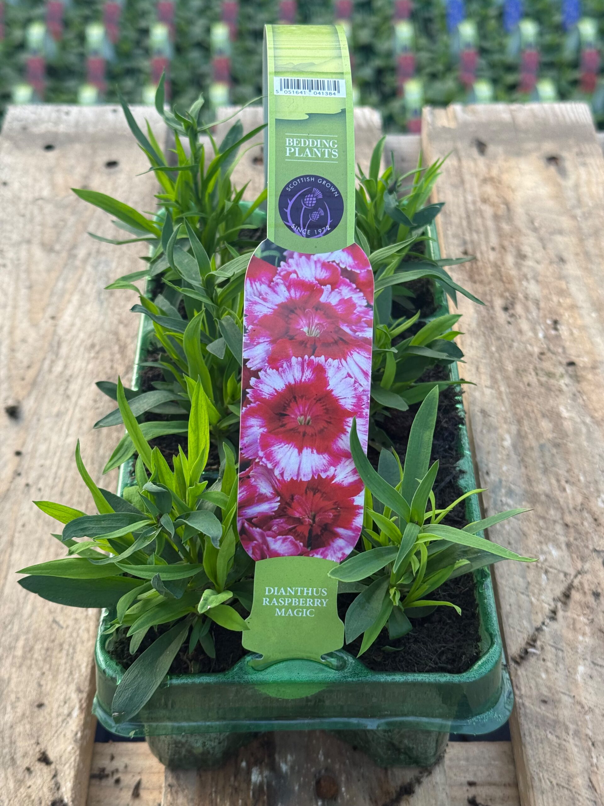 Picture of Dianthus Raspberry Magic