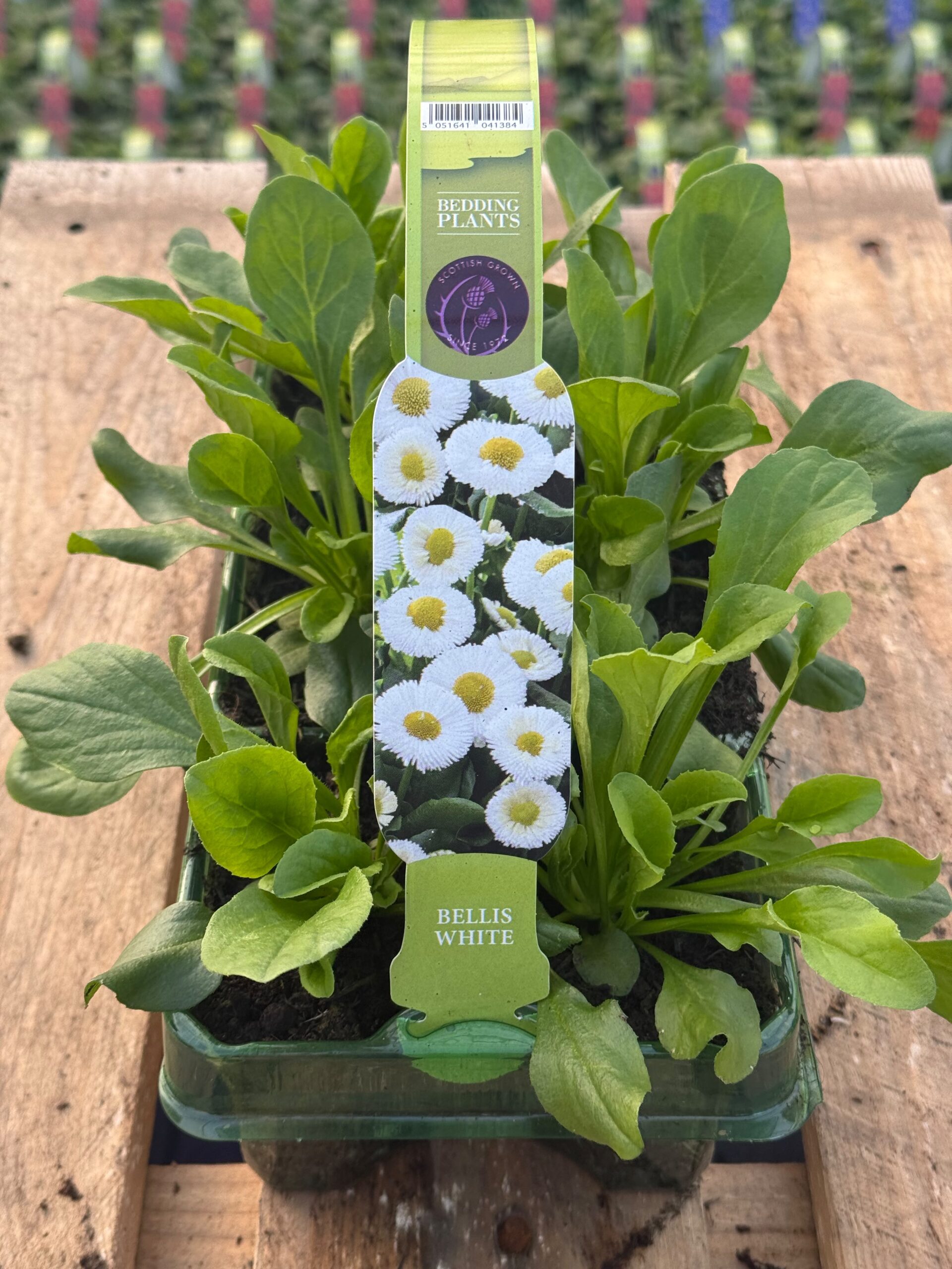 Picture of Bellis White