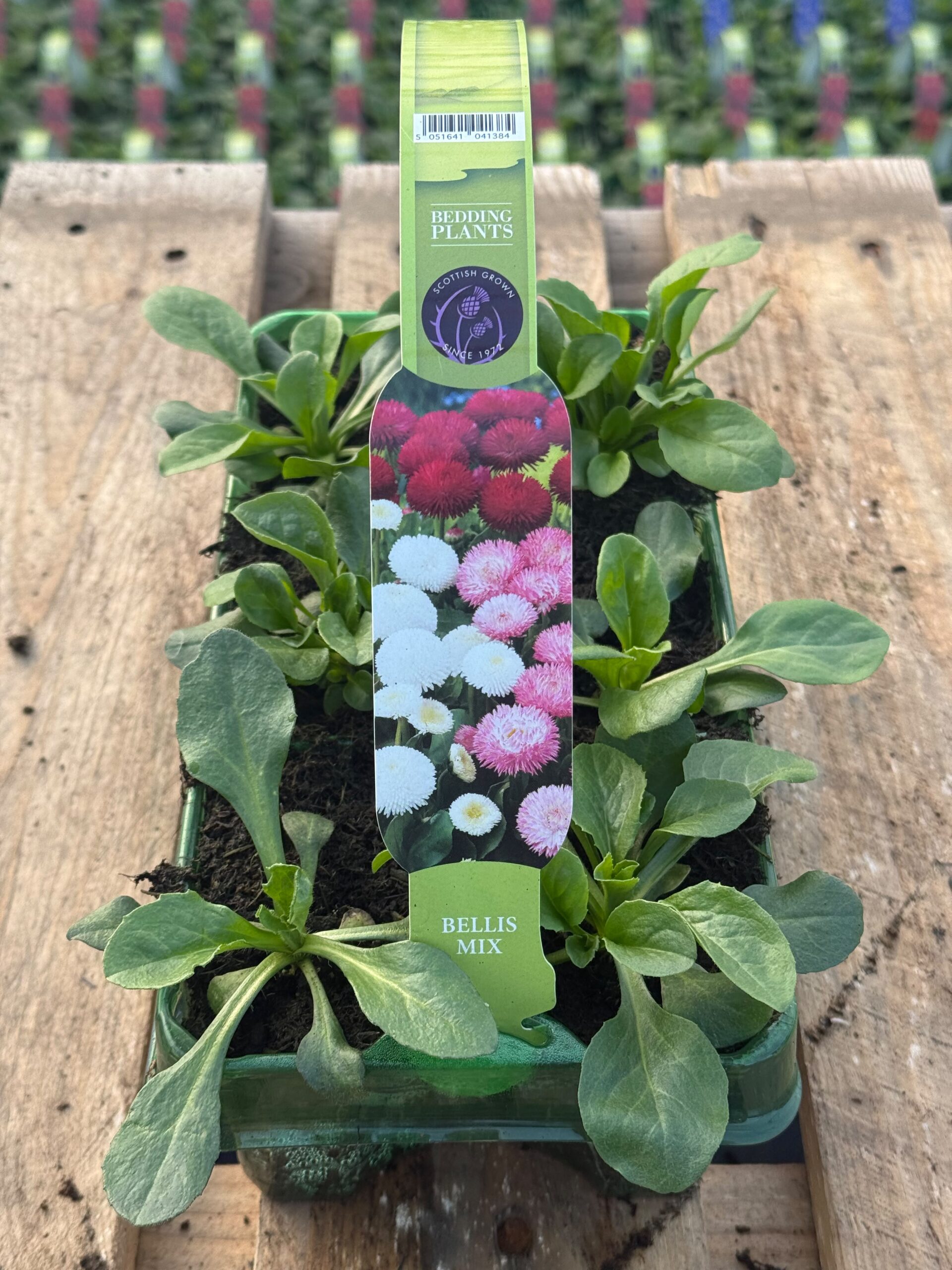 Picture of Bellis Mix