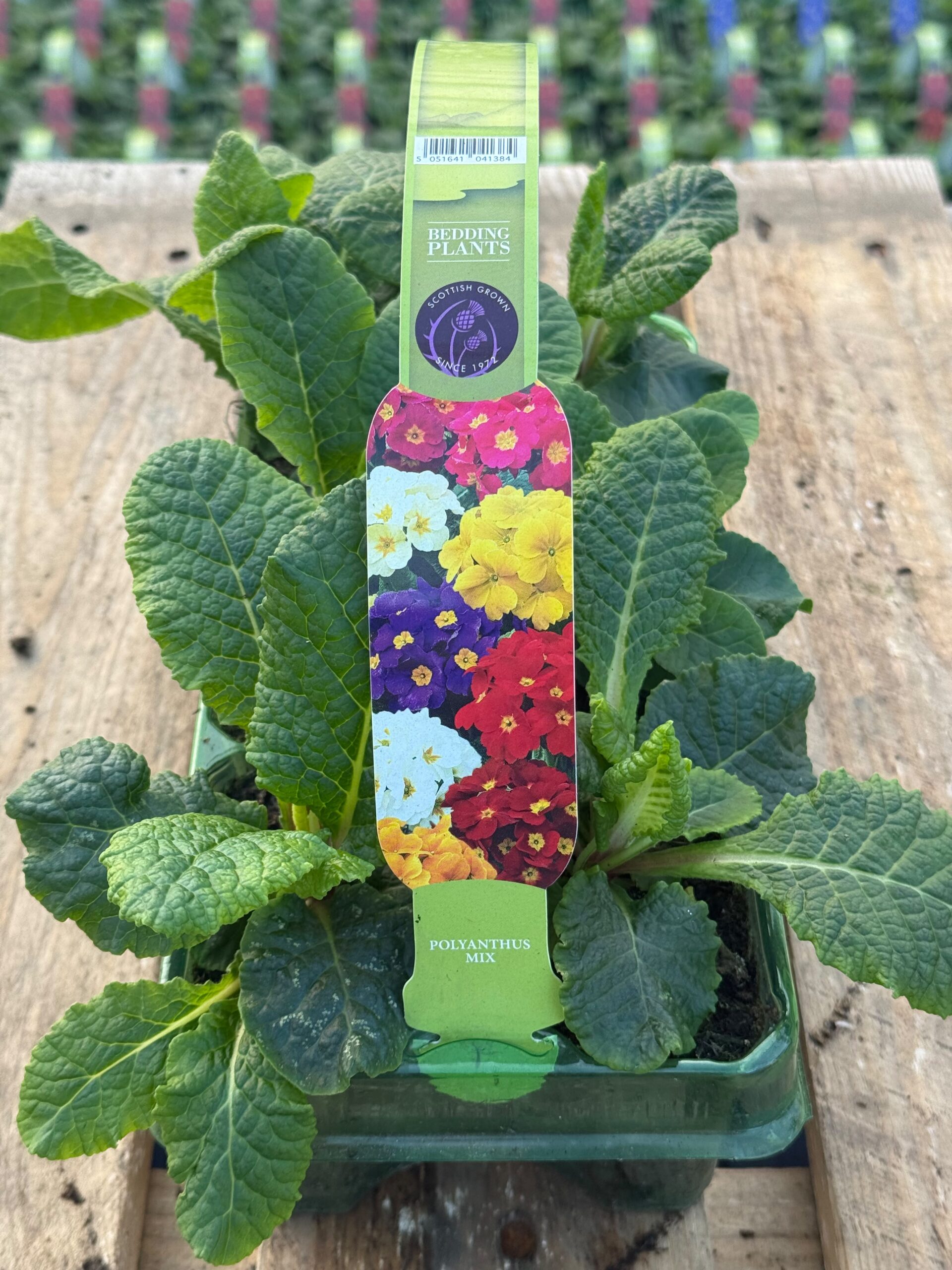 Picture of Polyanthus Mix