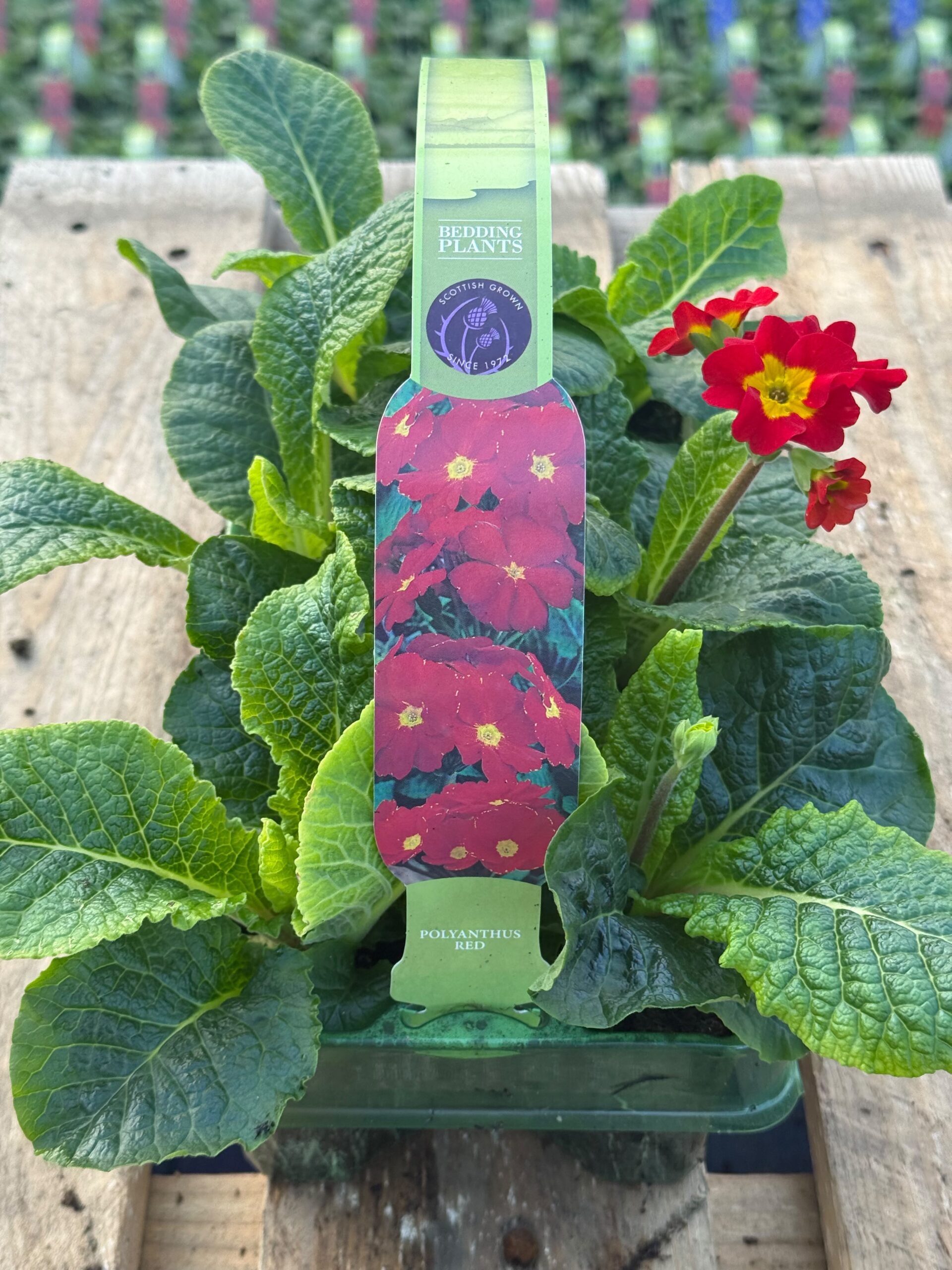 Picture of Polyanthus Red