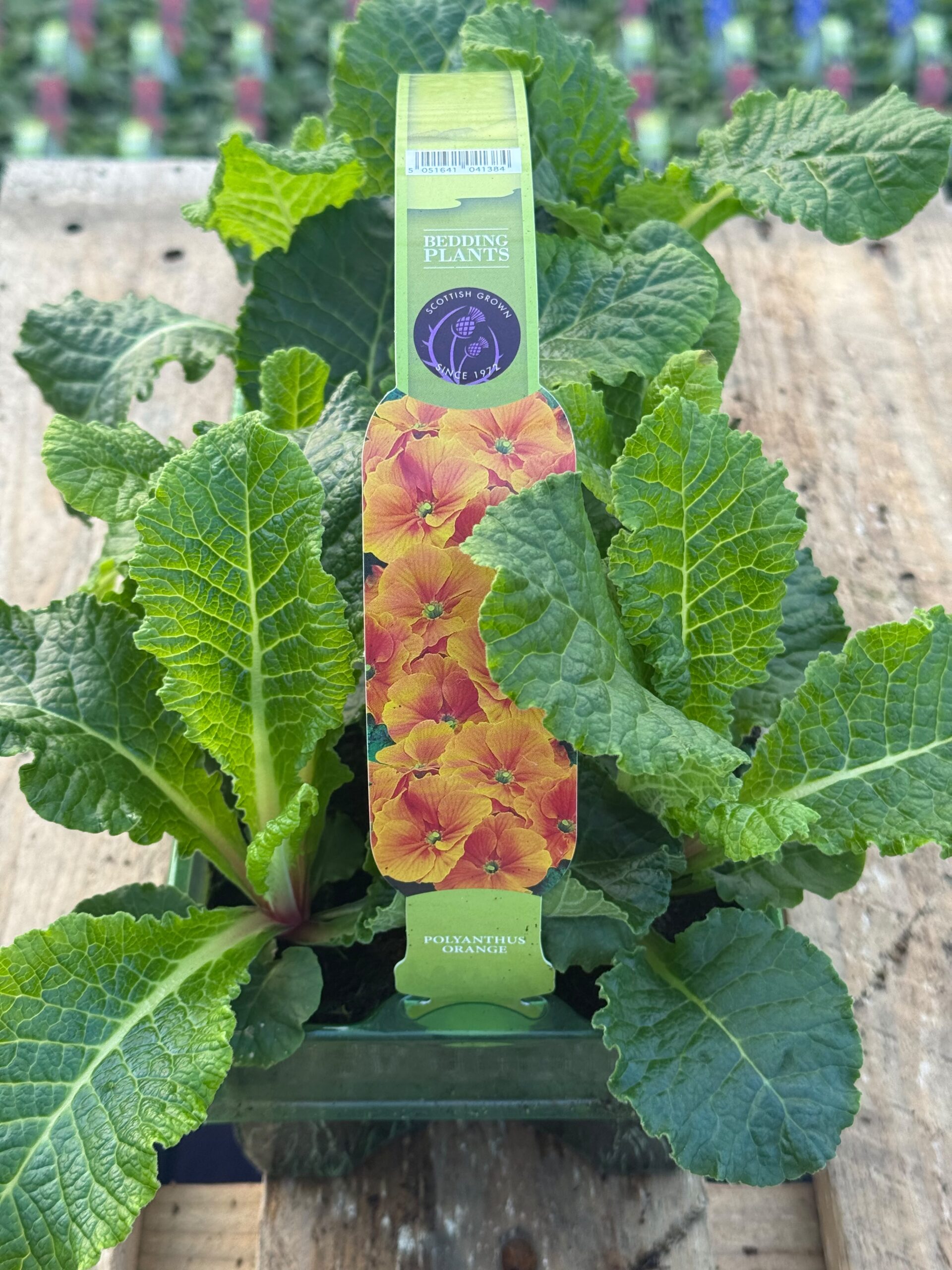 Picture of Polyanthus Orange
