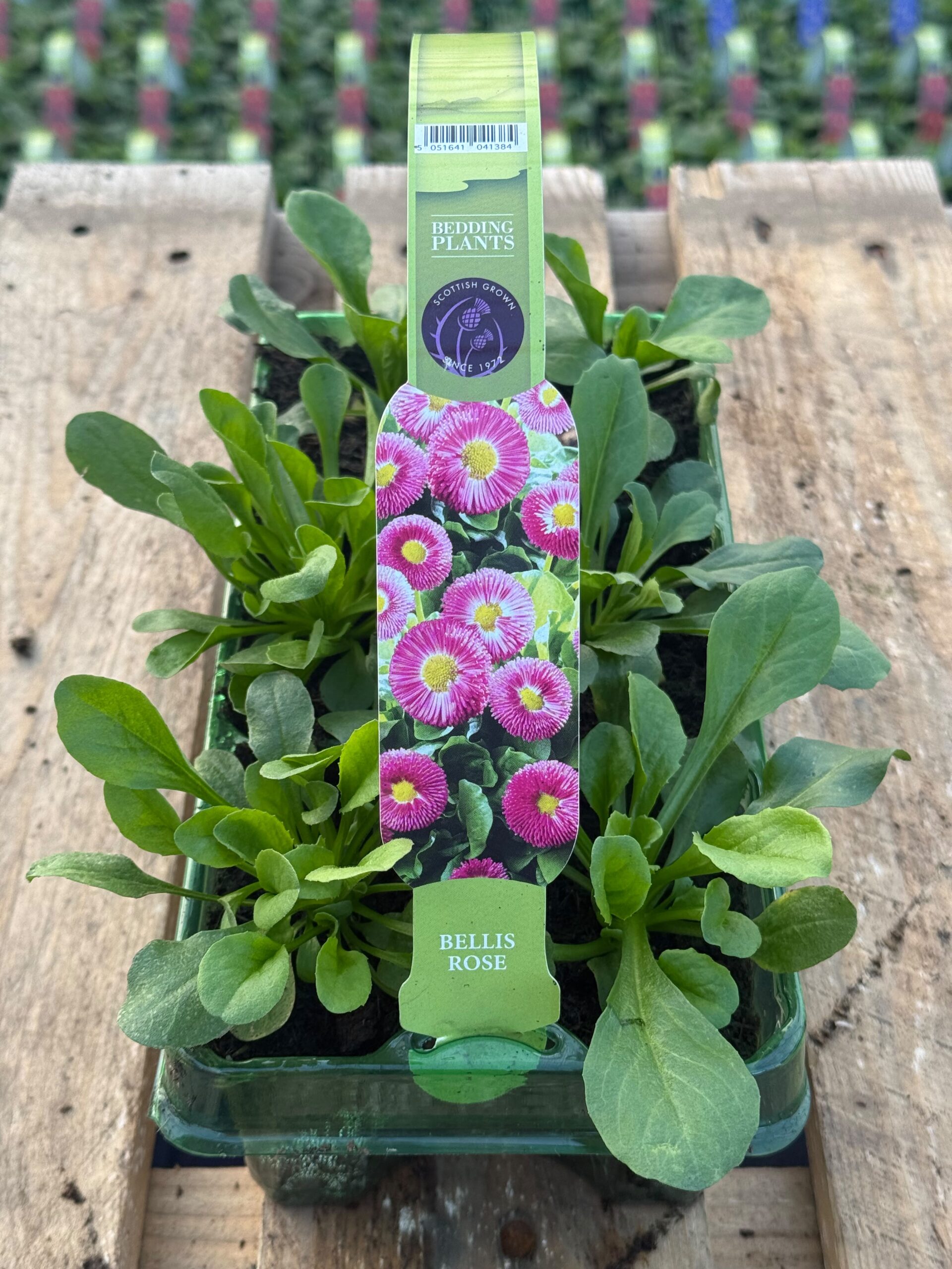 Picture of Bellis Rose