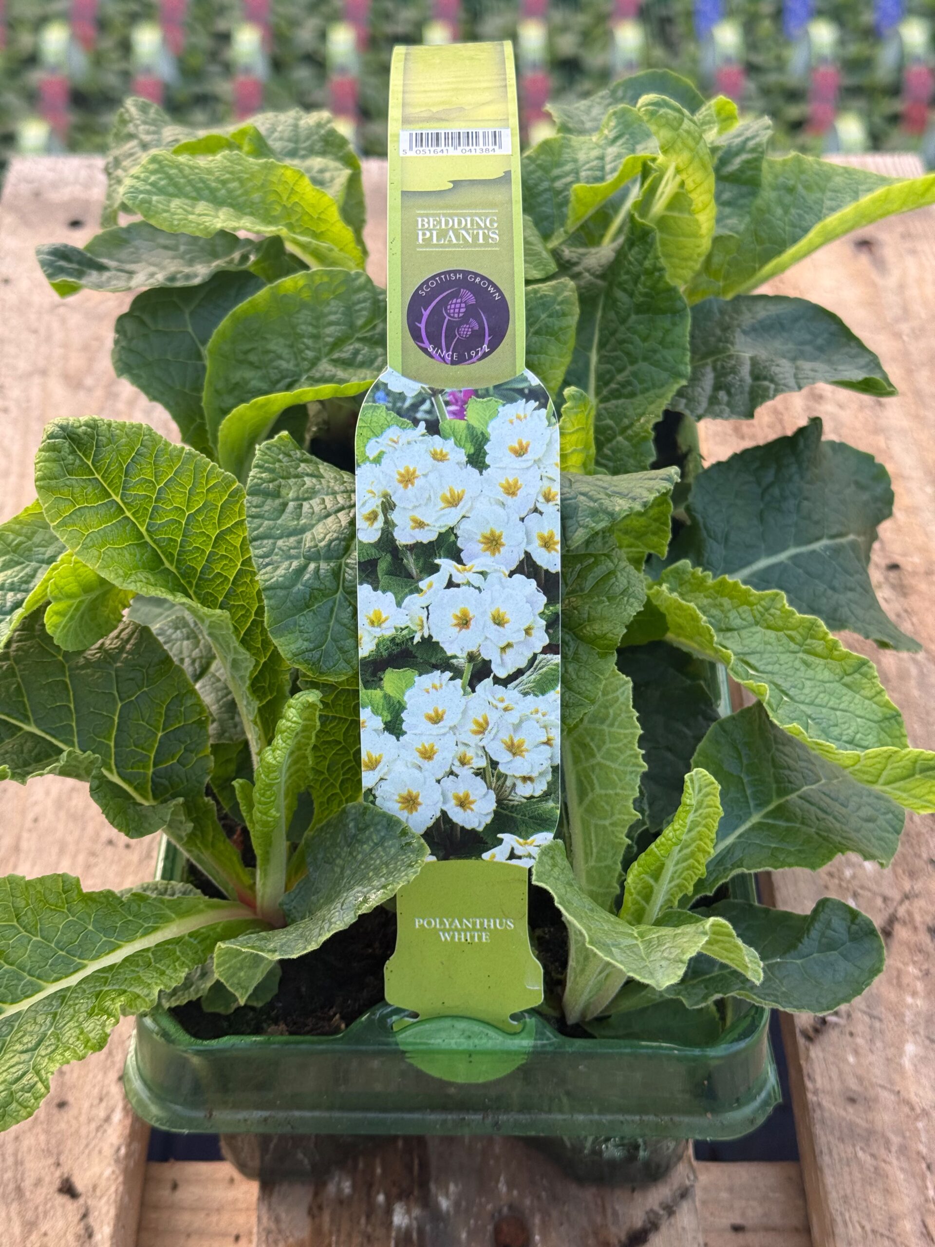 Picture of Polyanthus White