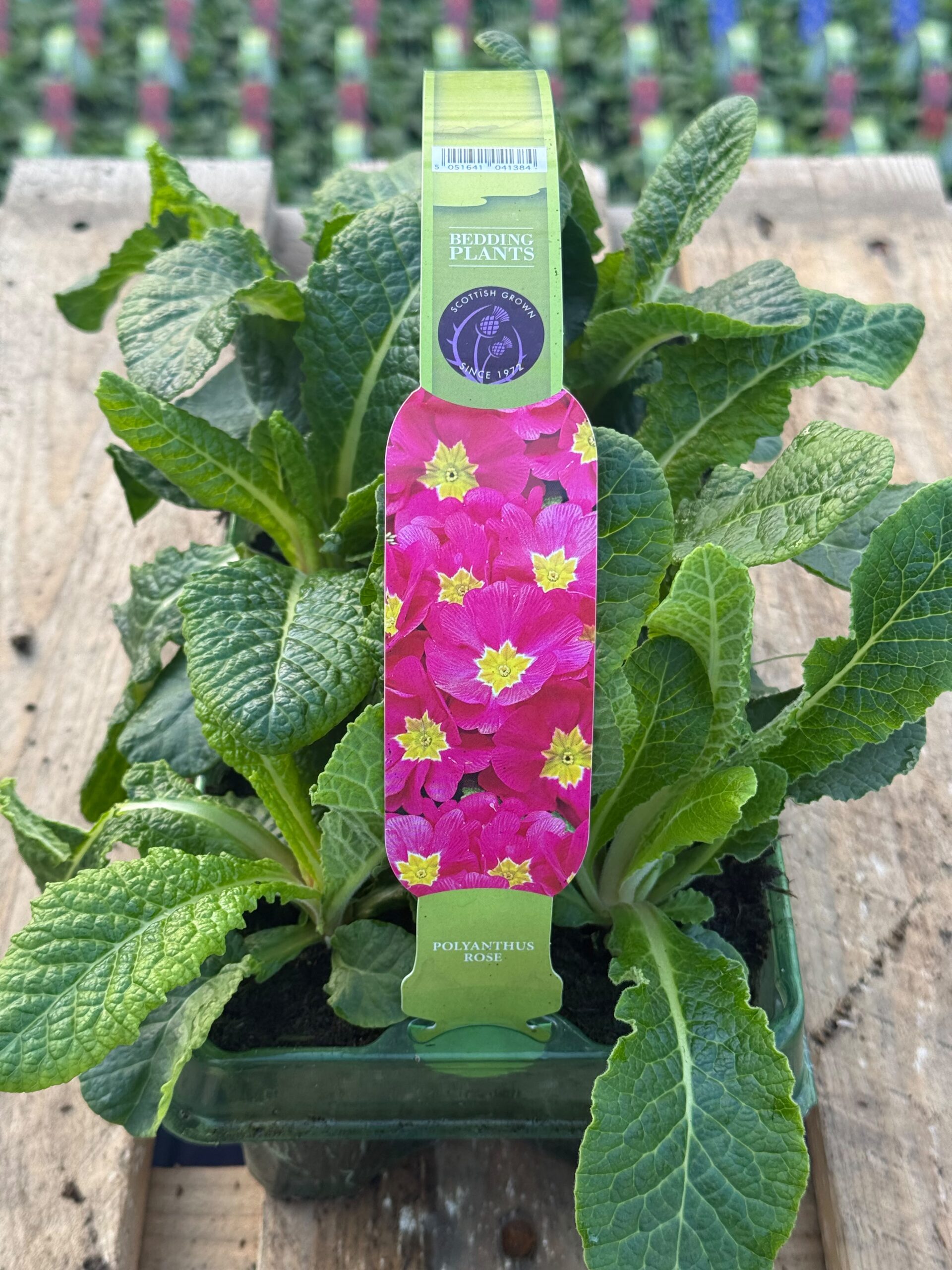 Picture of Polyanthus Rose