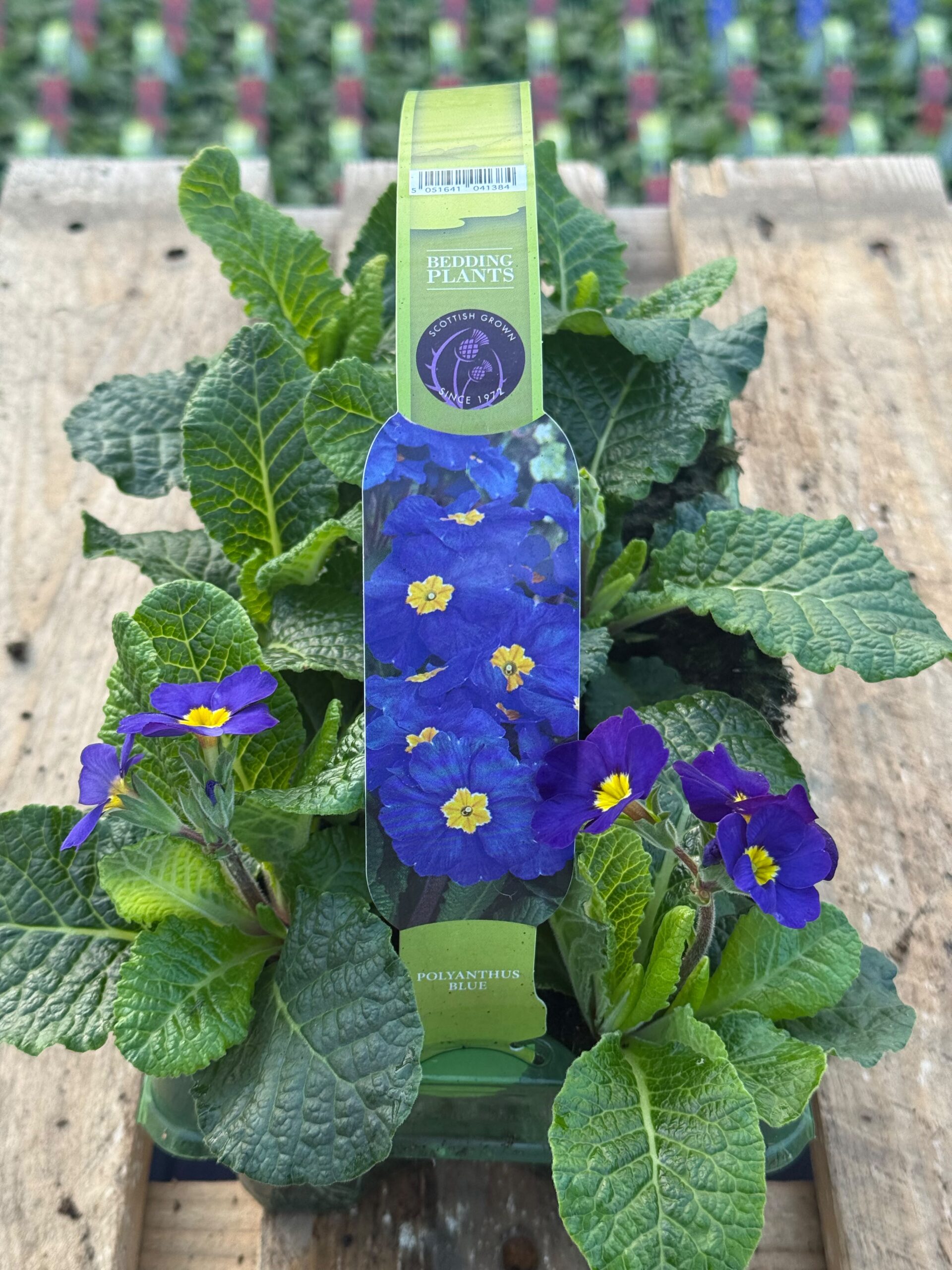 Picture of Polyanthus Blue
