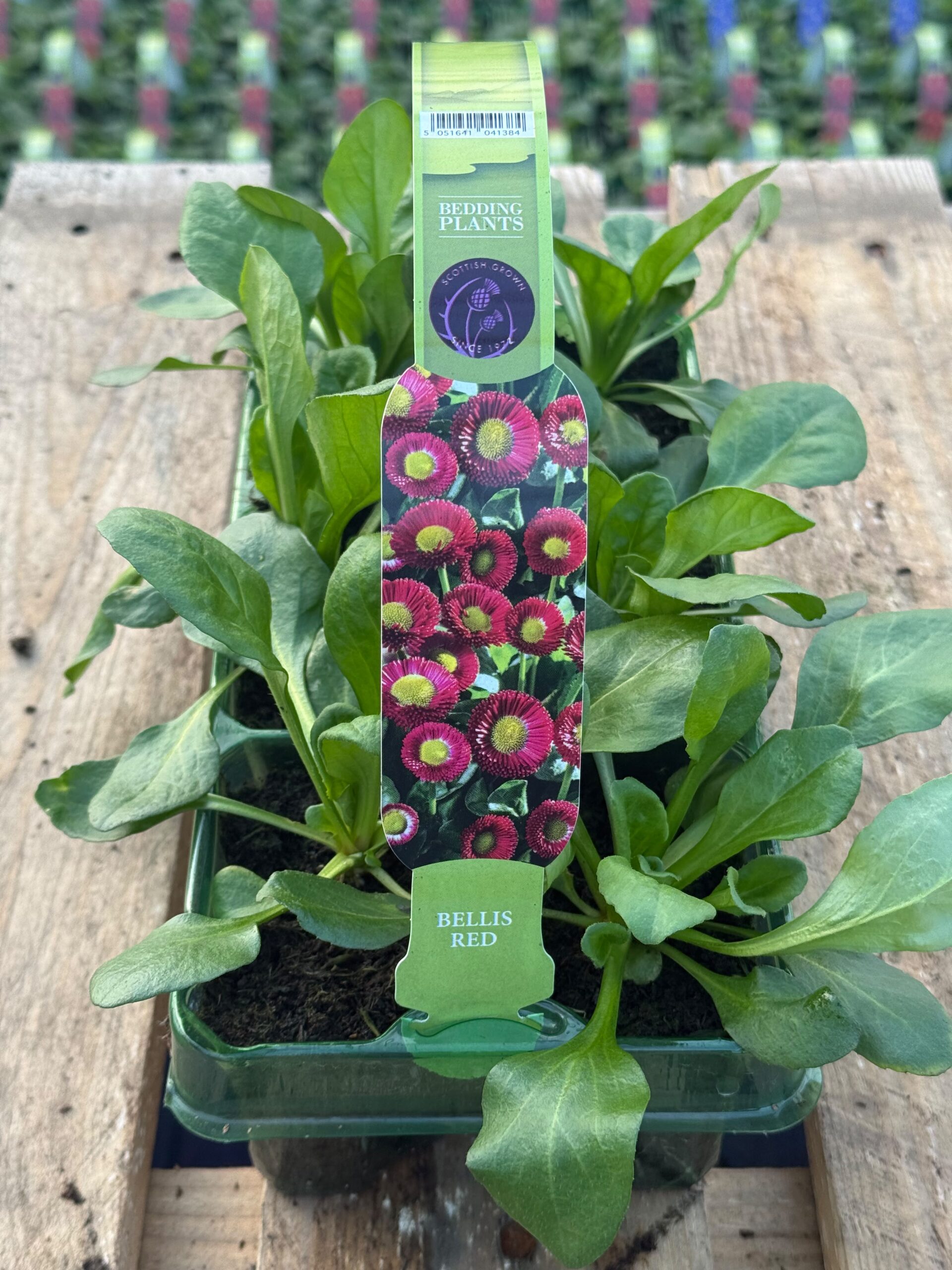 Picture of Bellis Red