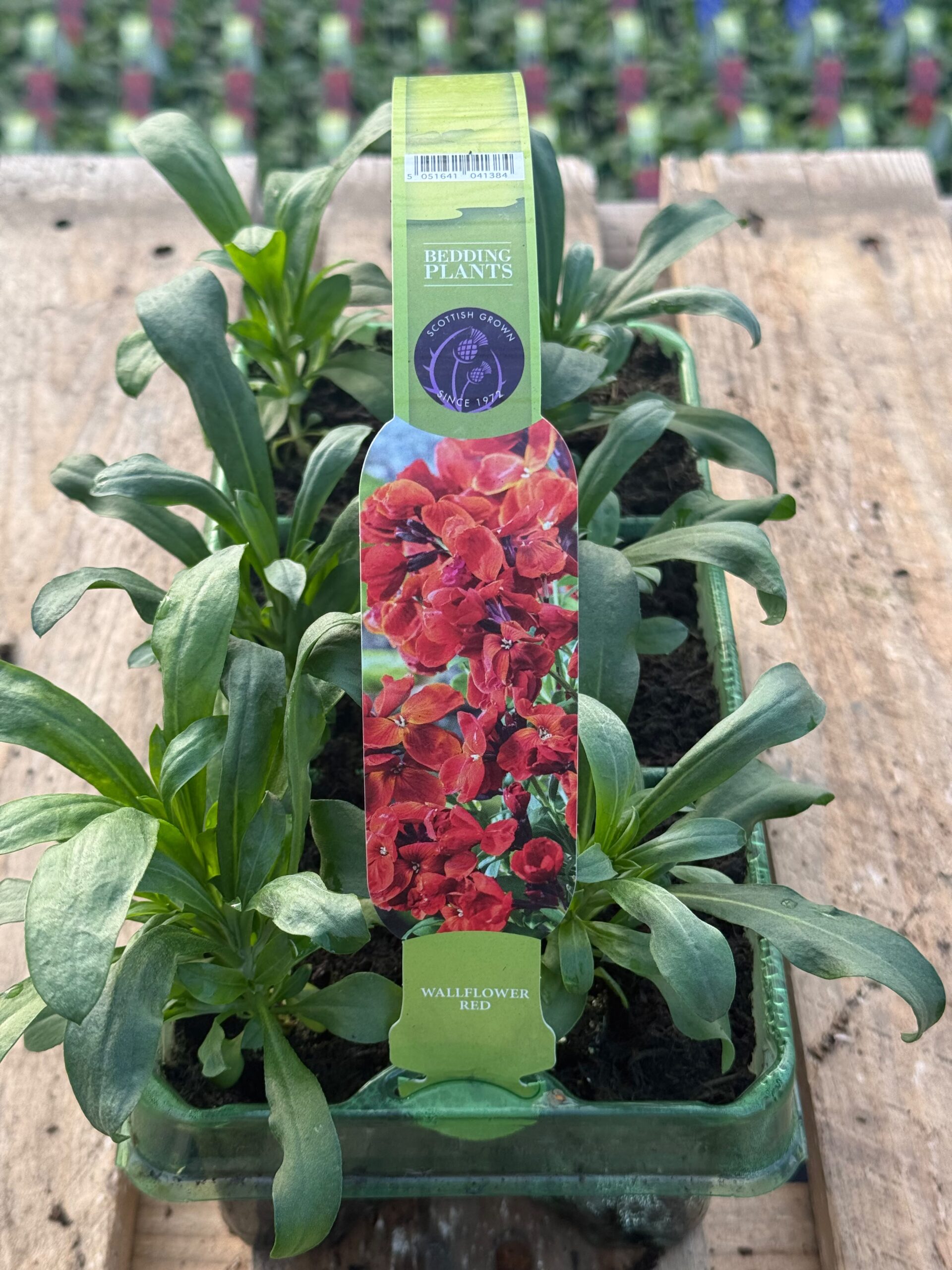 Picture of Wallflower Red
