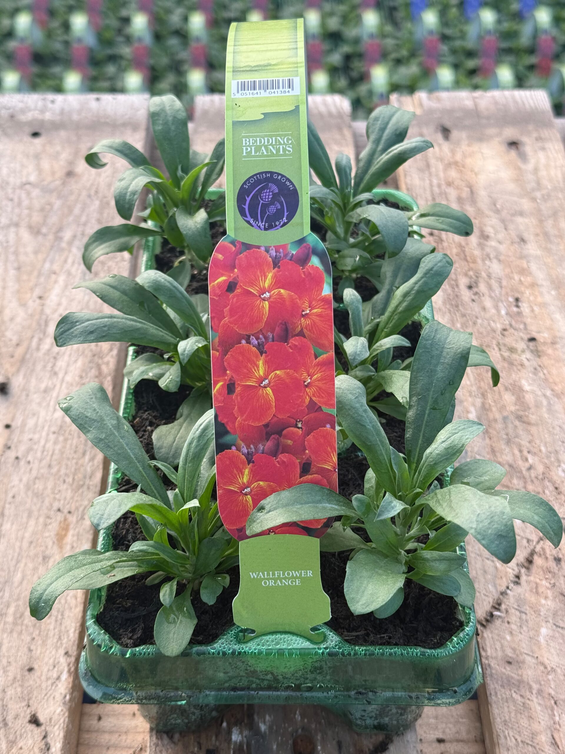 Picture of Wallflower Orange