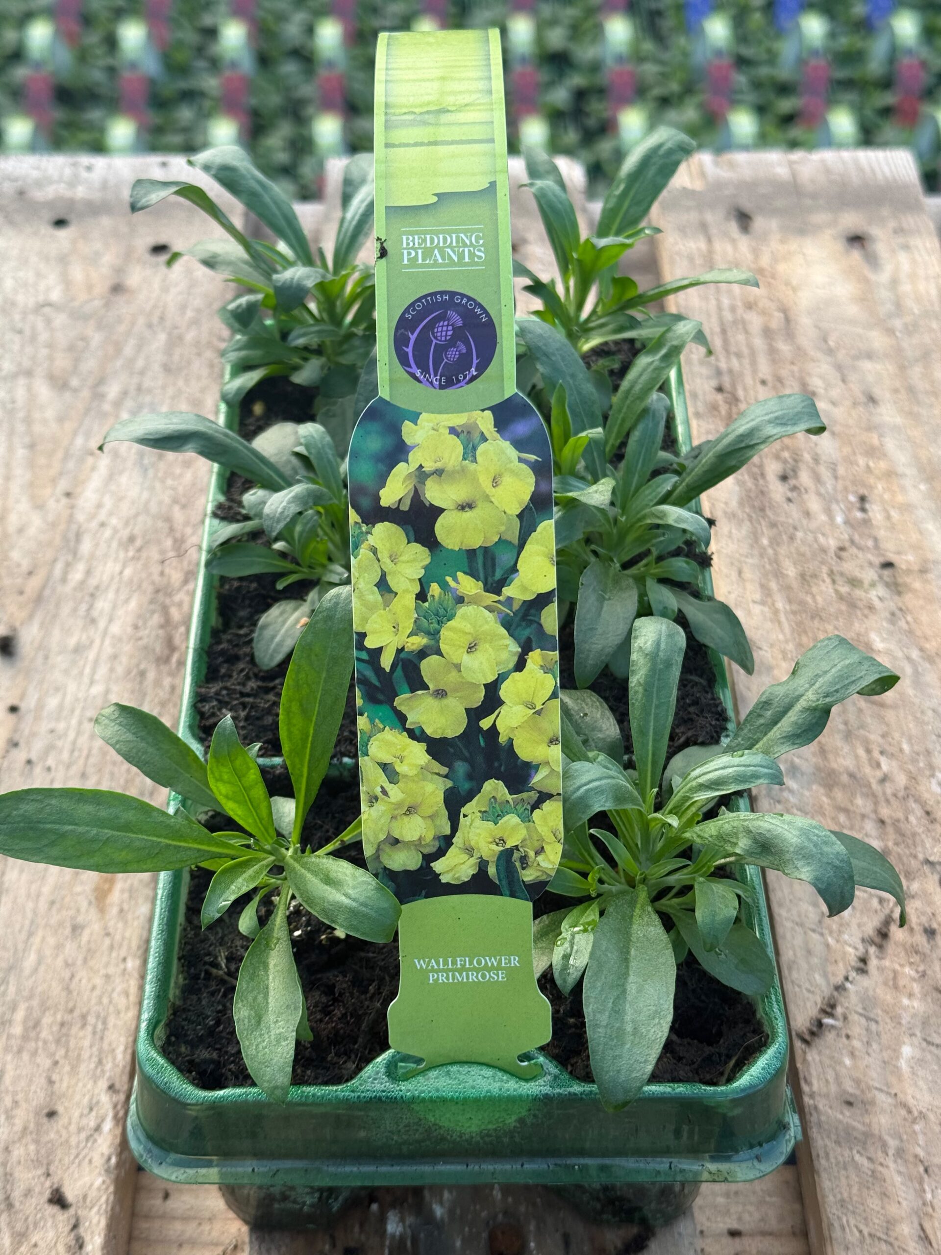 Picture of Wallflower Primrose